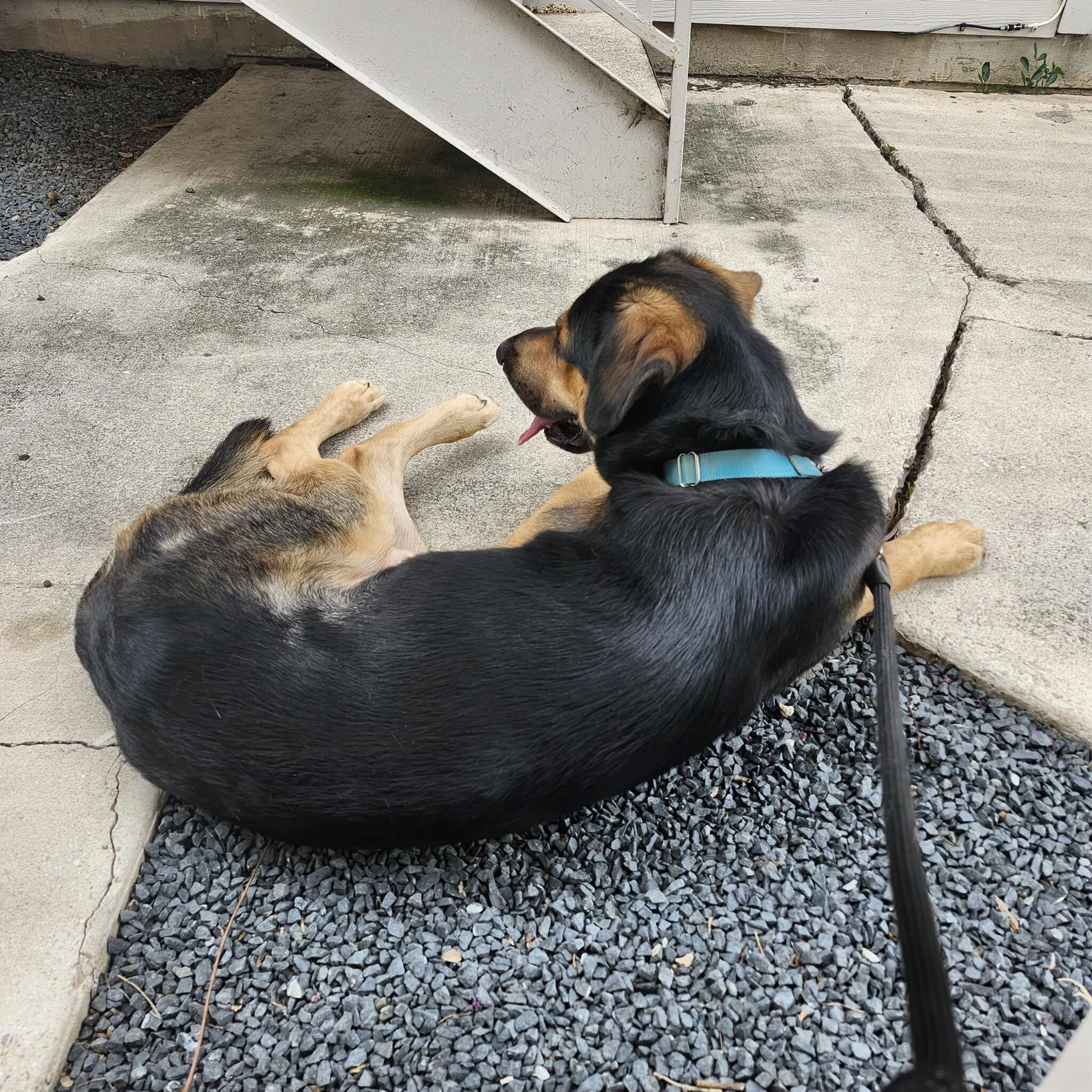 Found pet