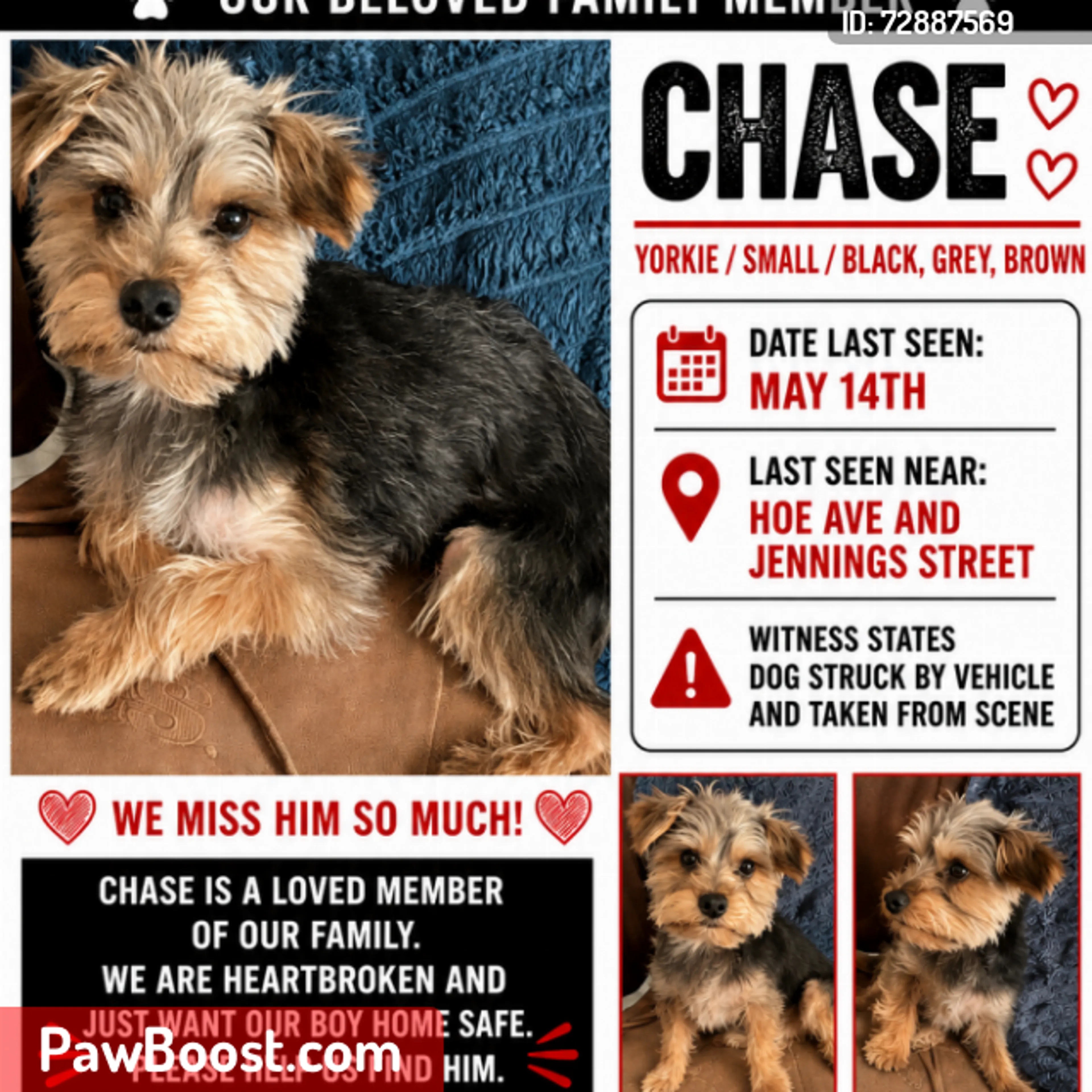 Lost pet