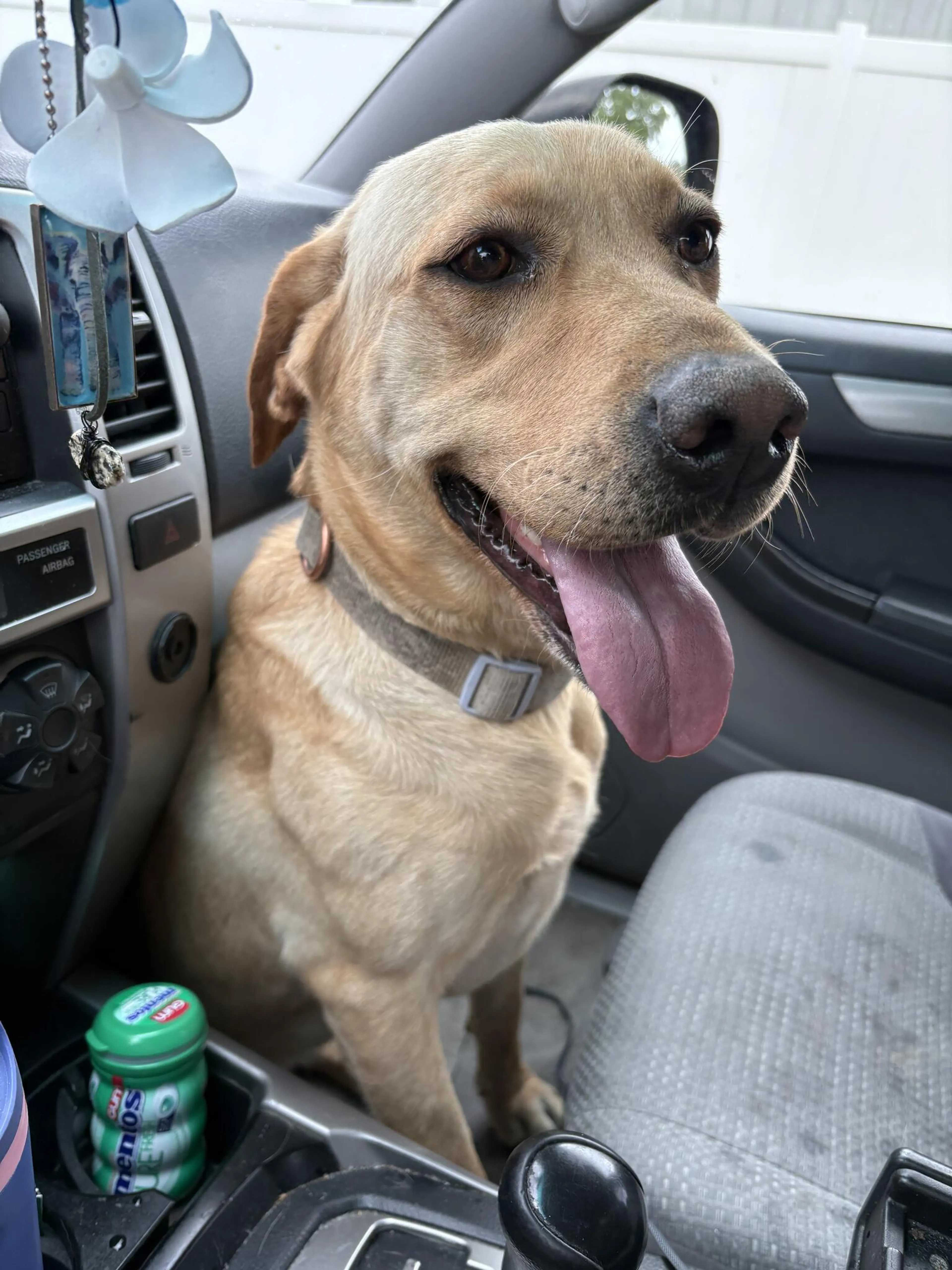 Found pet
