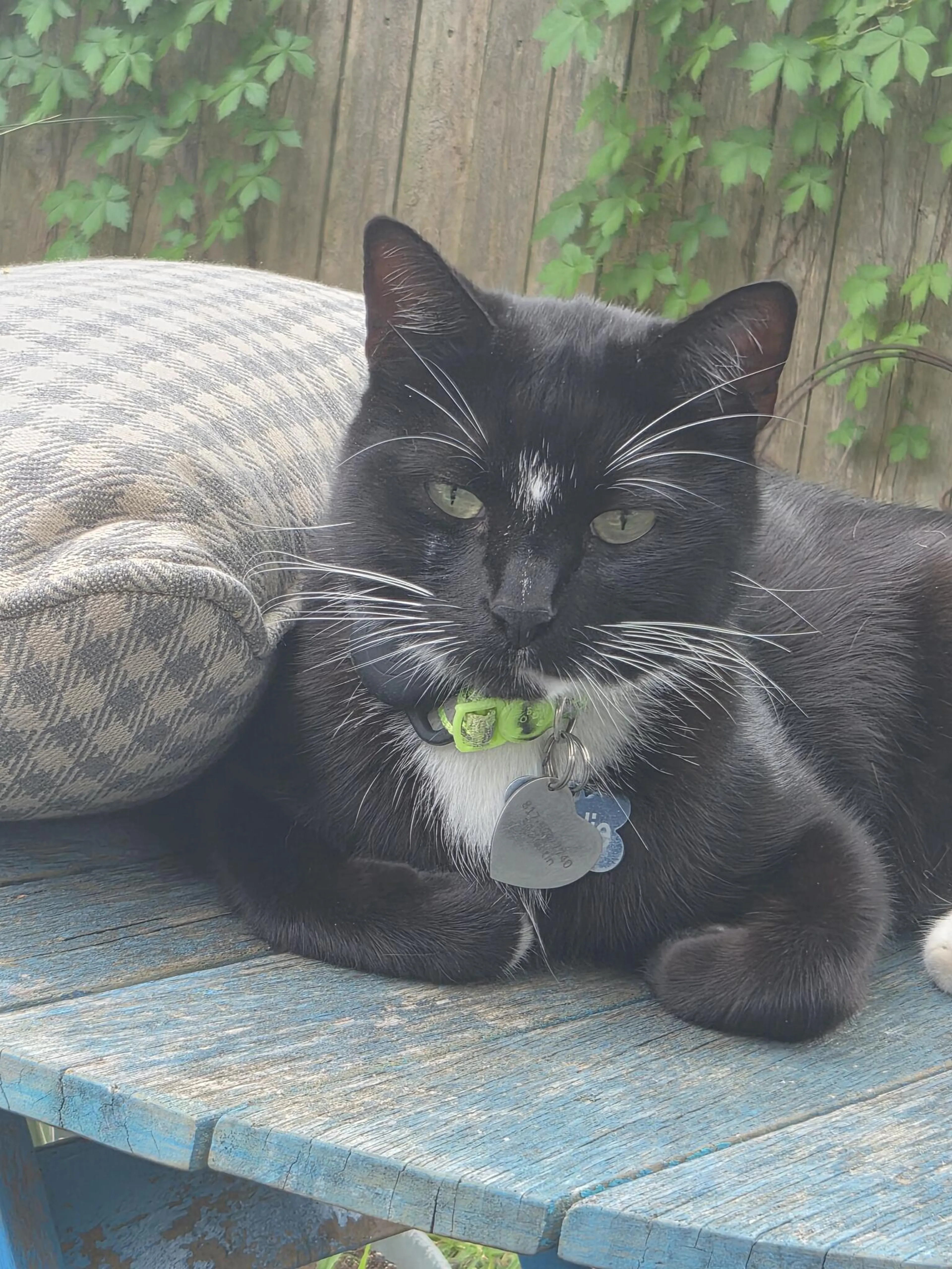 Lost pet