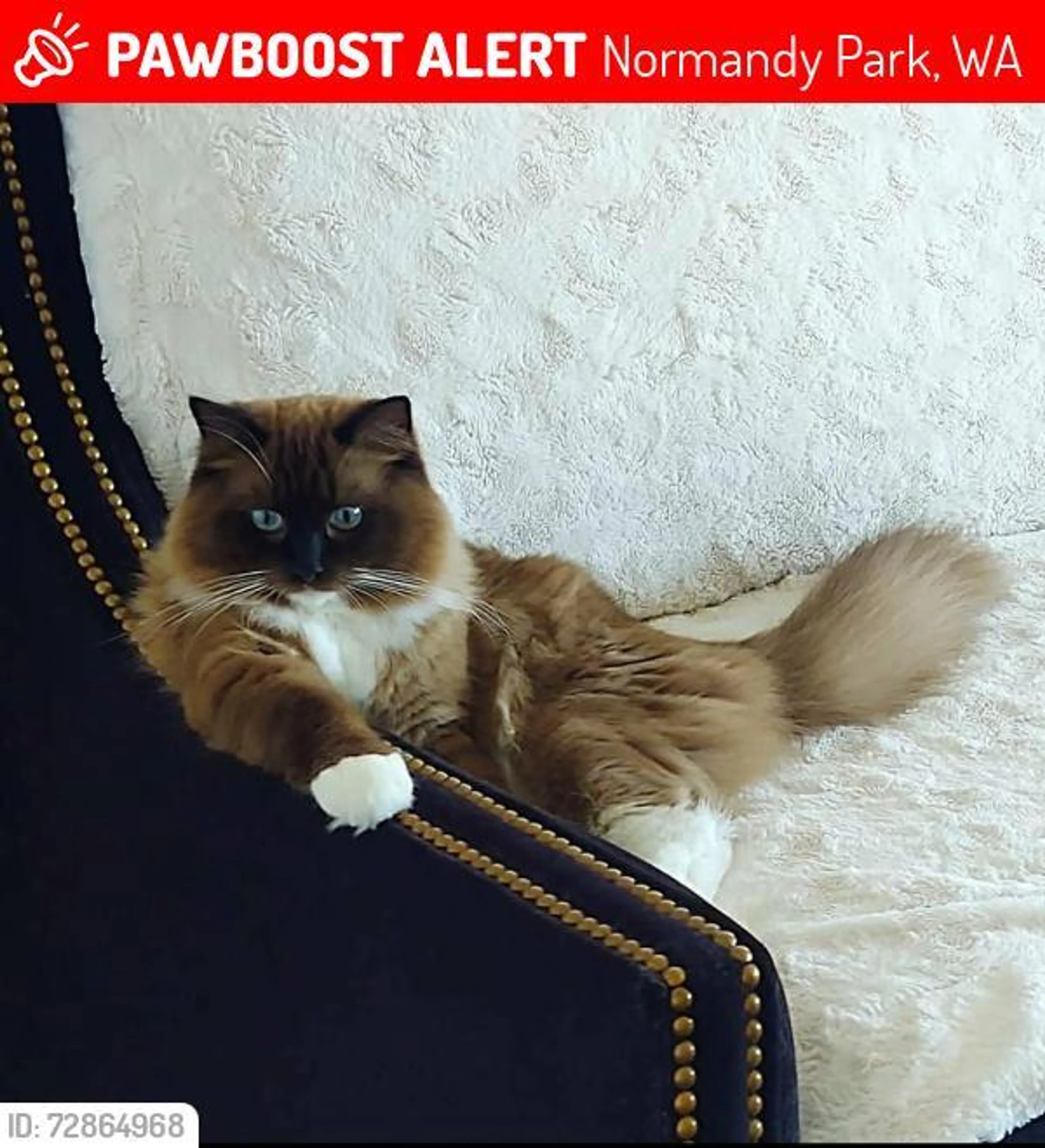 Lost pet