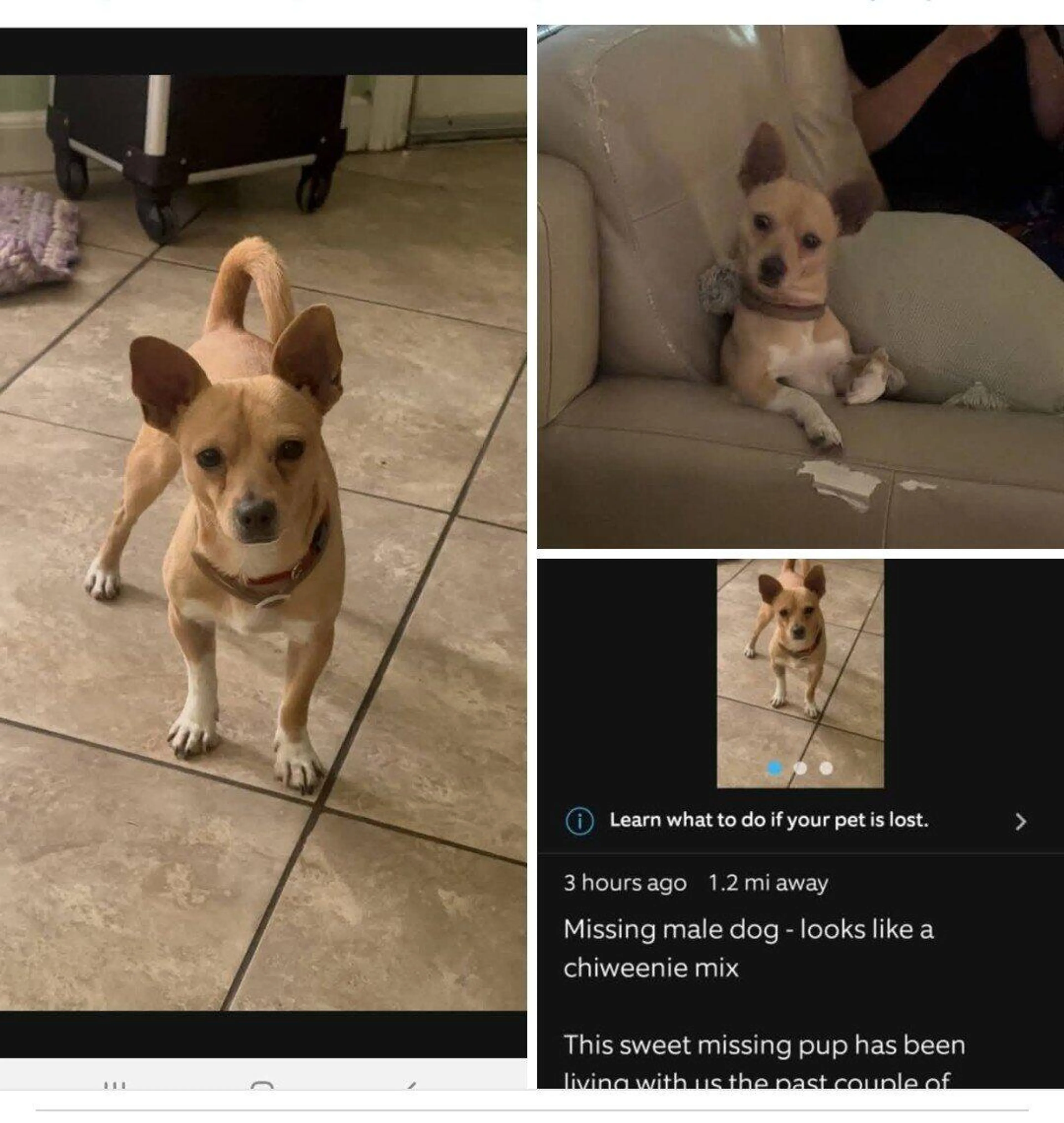 Found pet