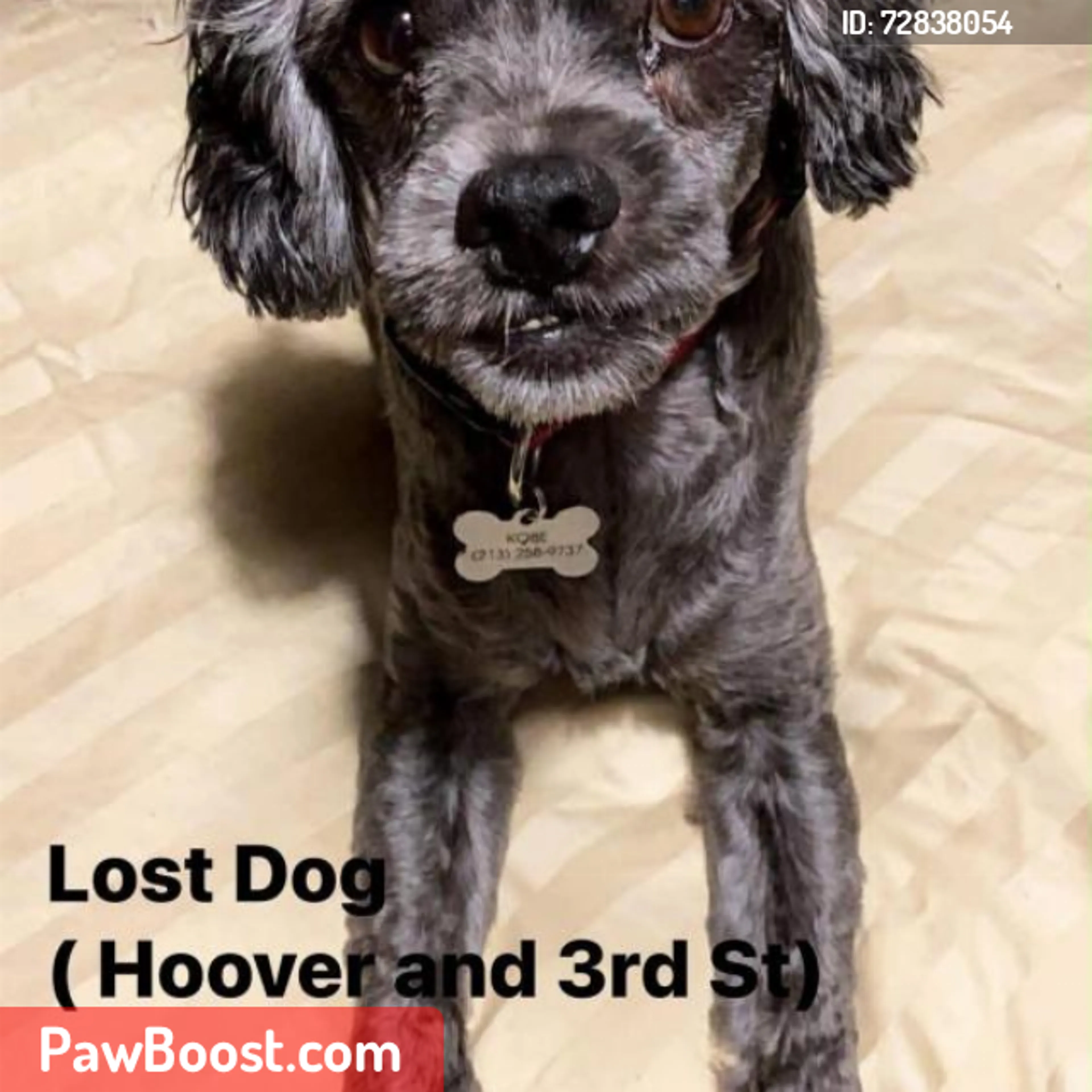 Lost pet