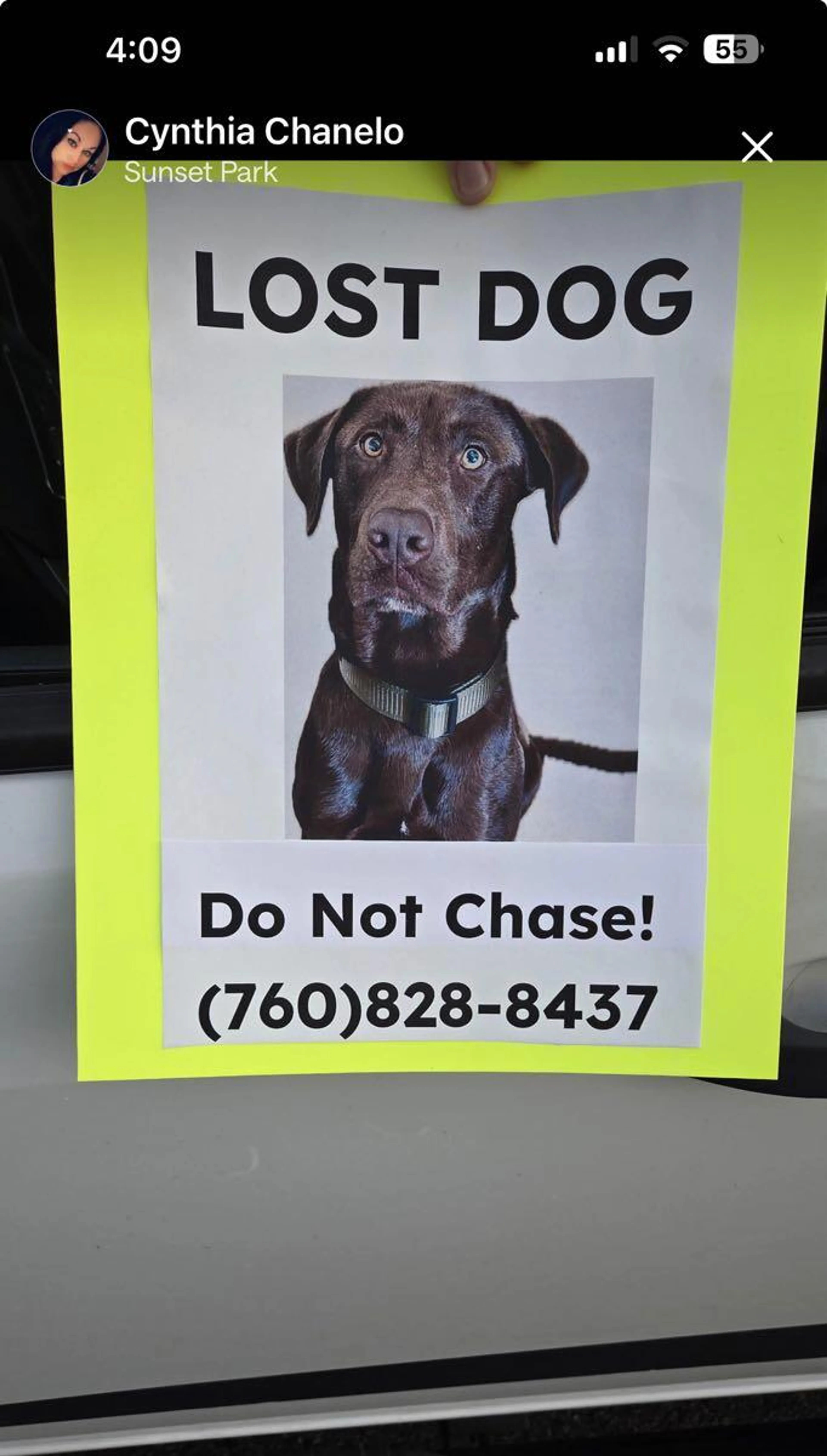 Lost pet