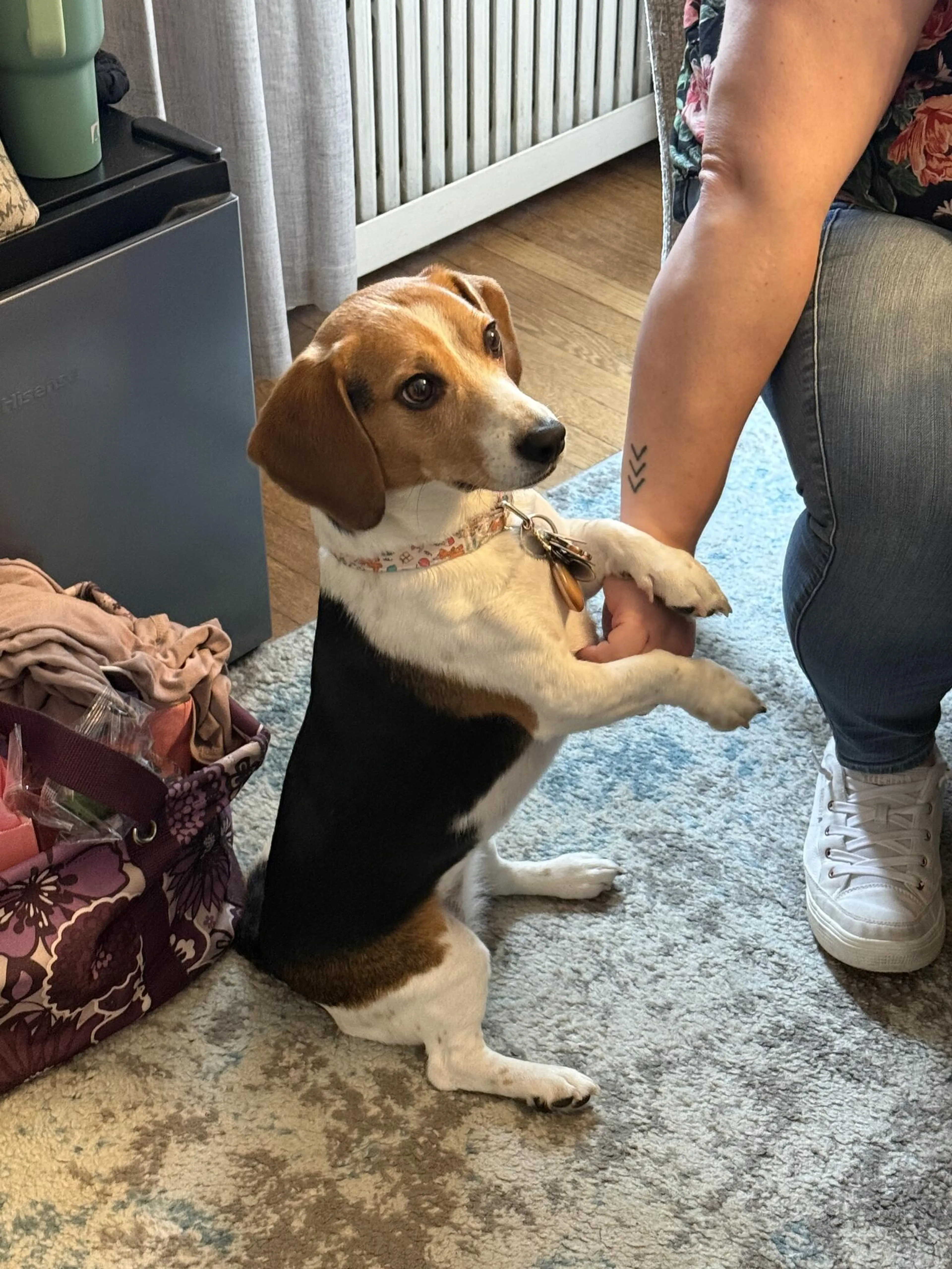 Lost pet