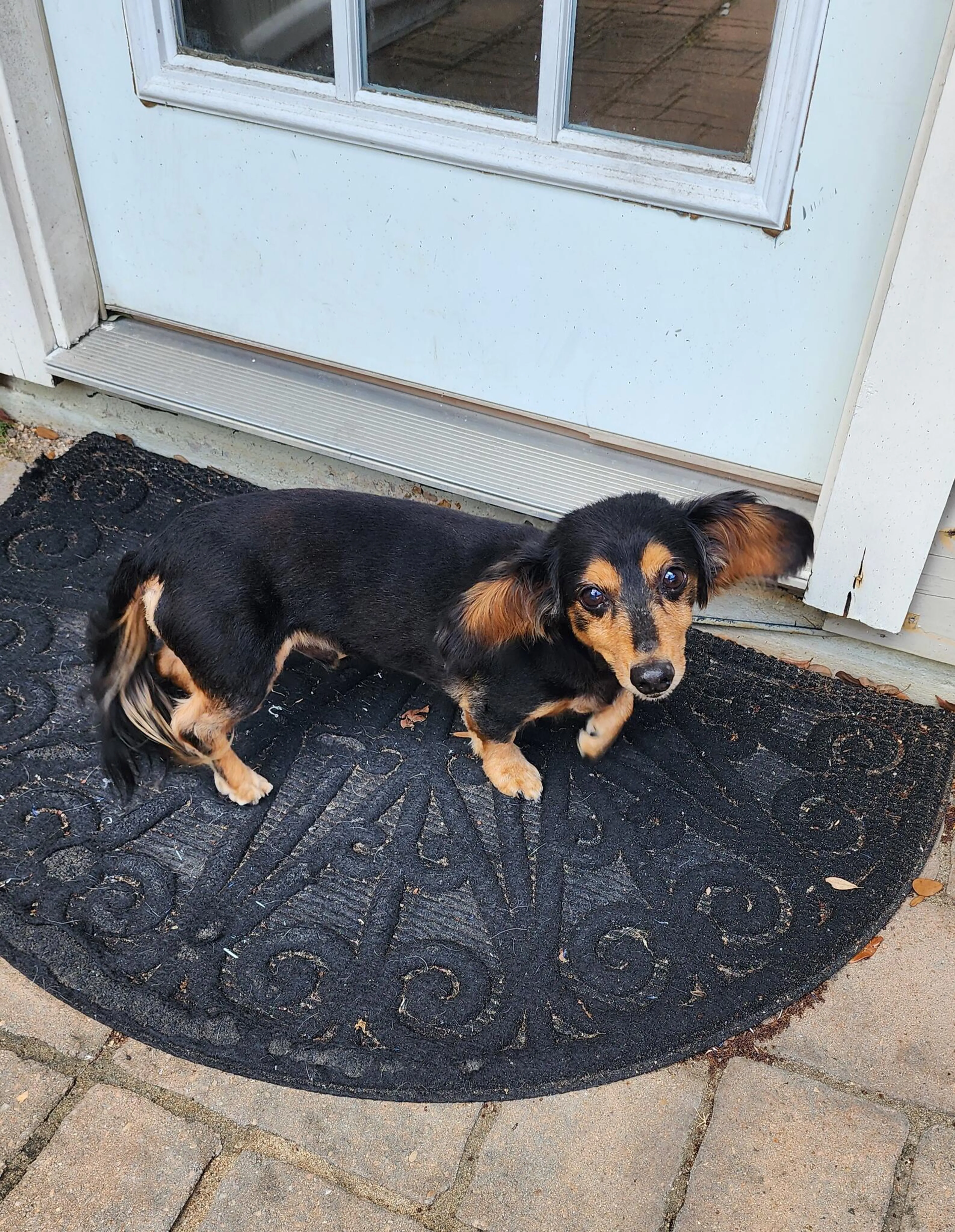 Found pet