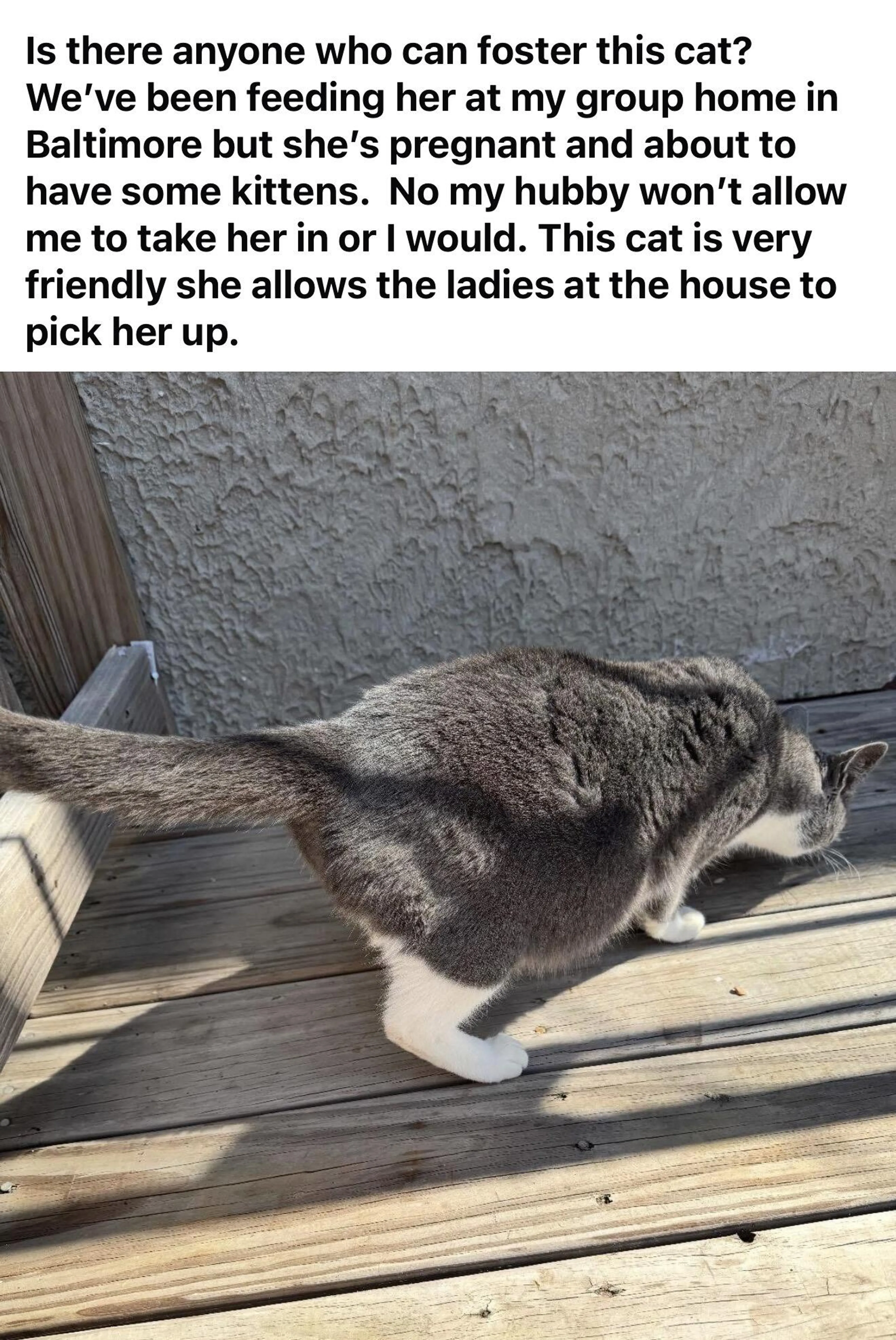 Found pet