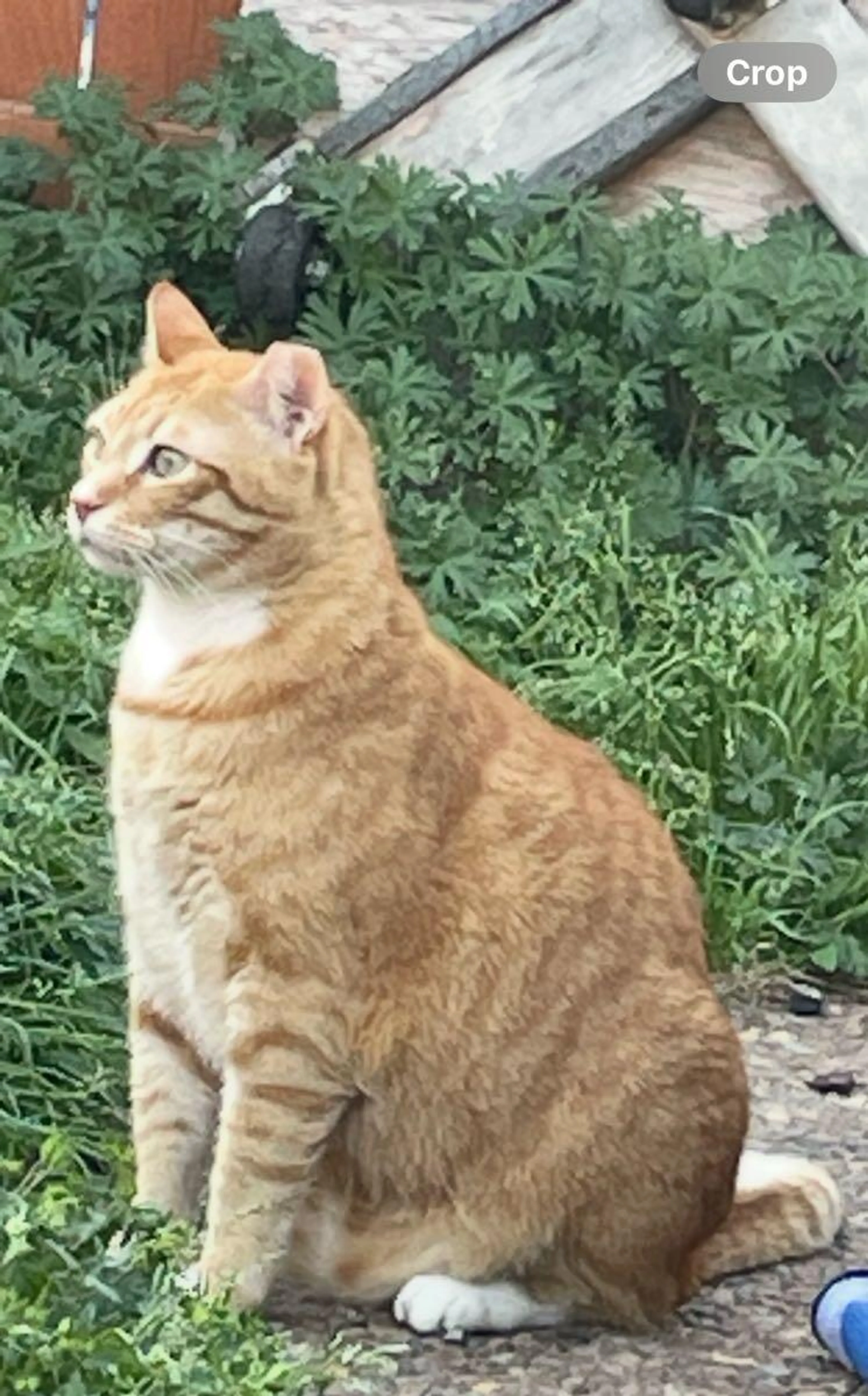Lost pet