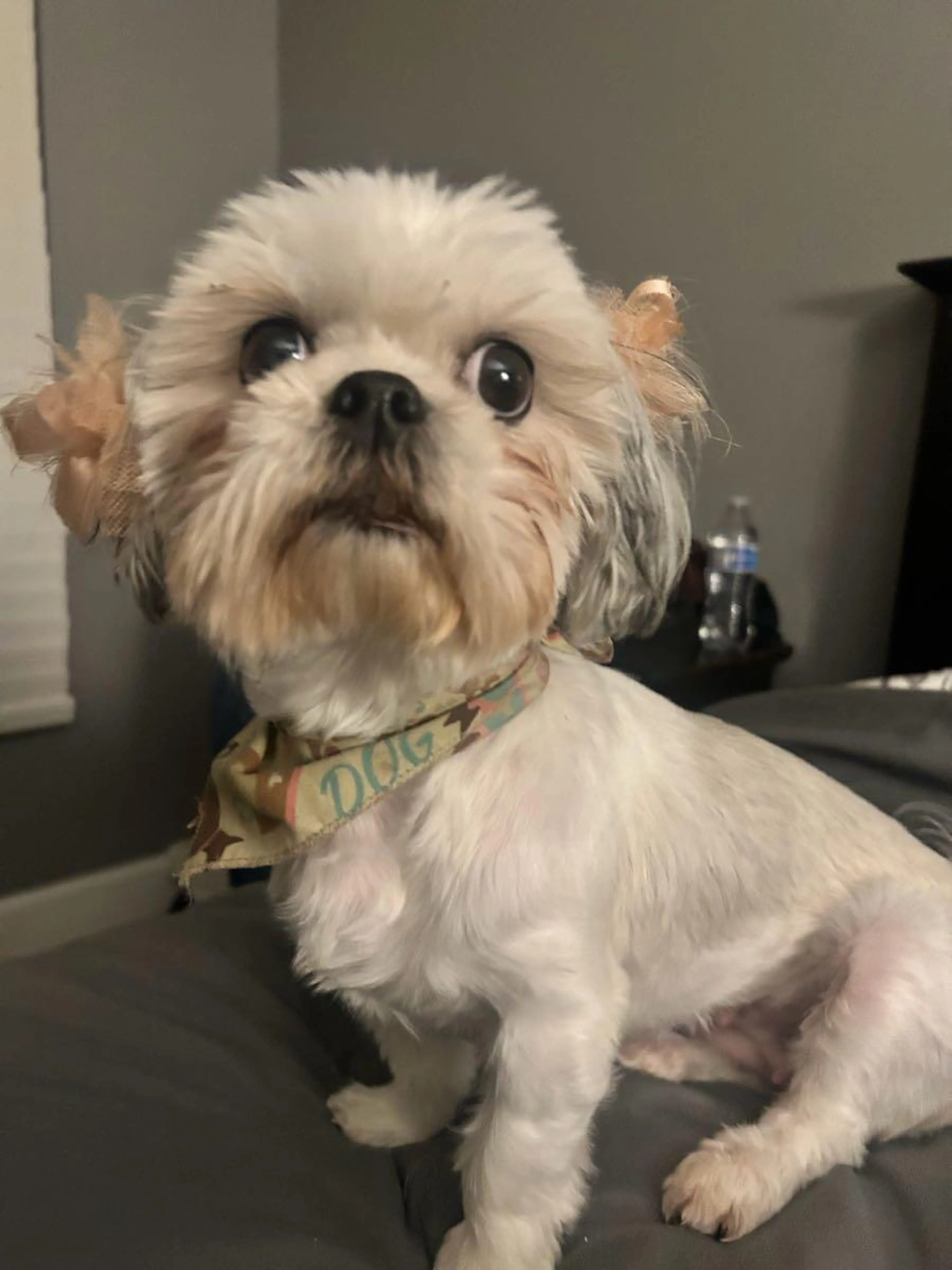 Found pet