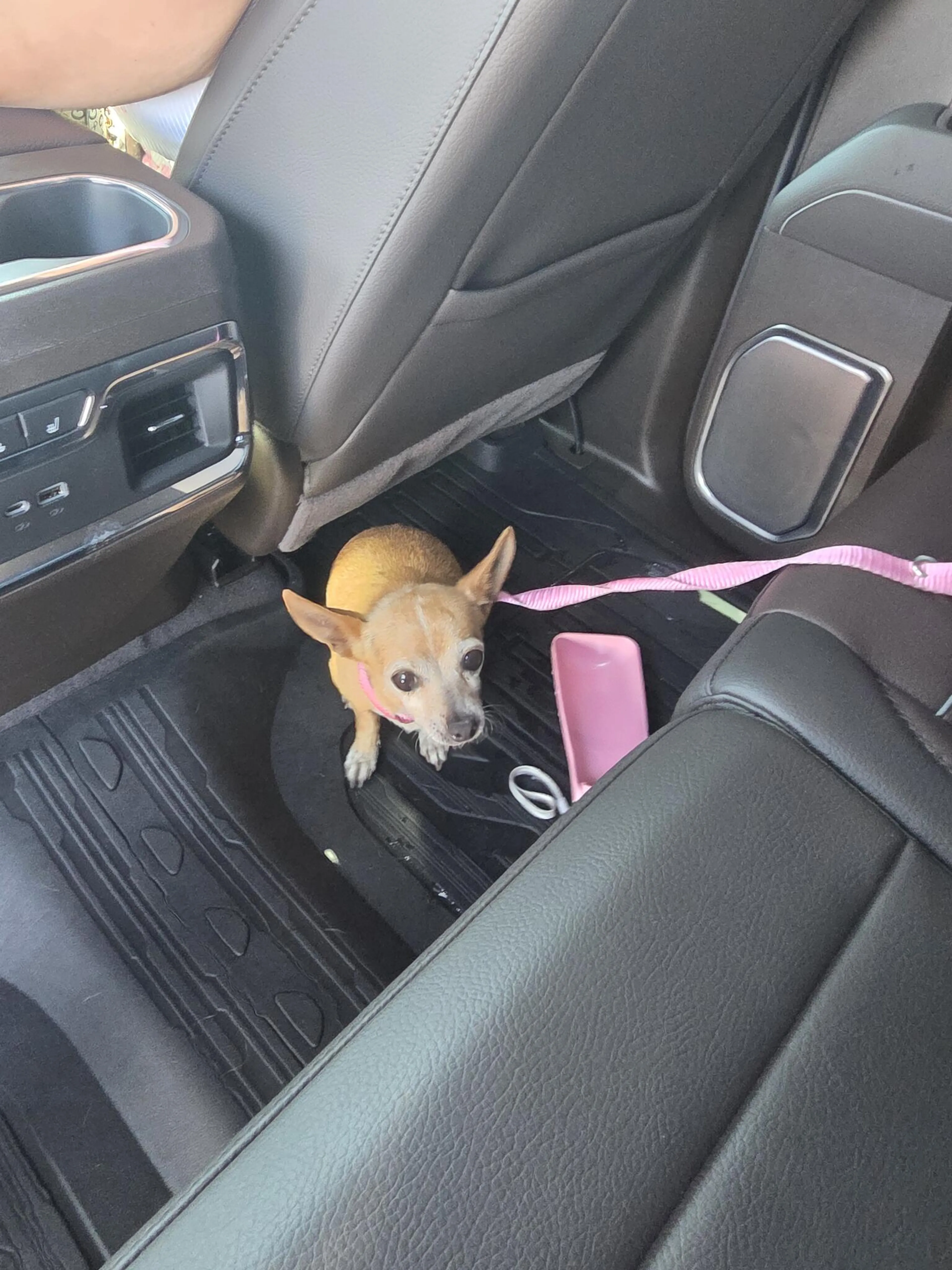 Found pet