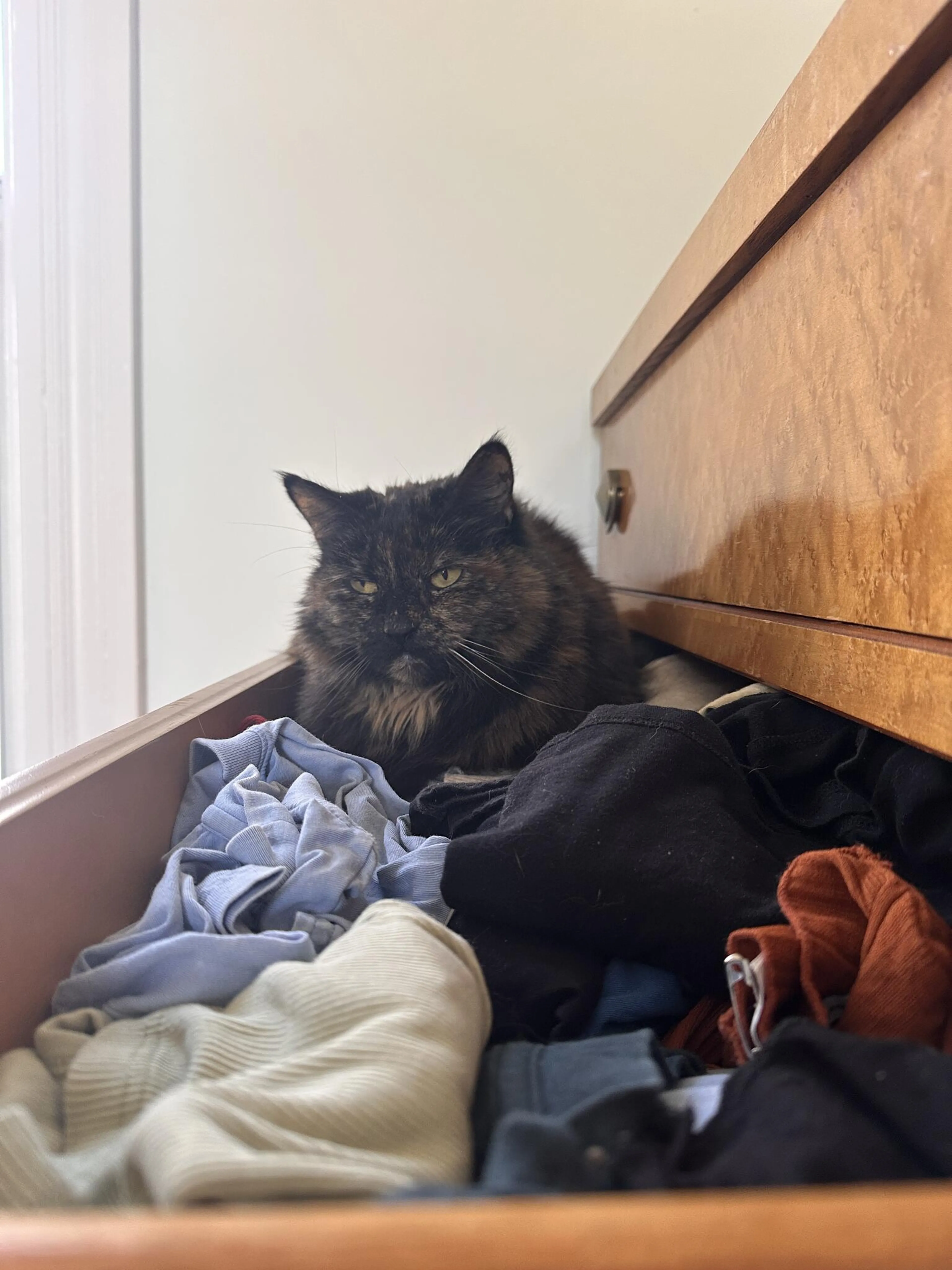 Lost pet