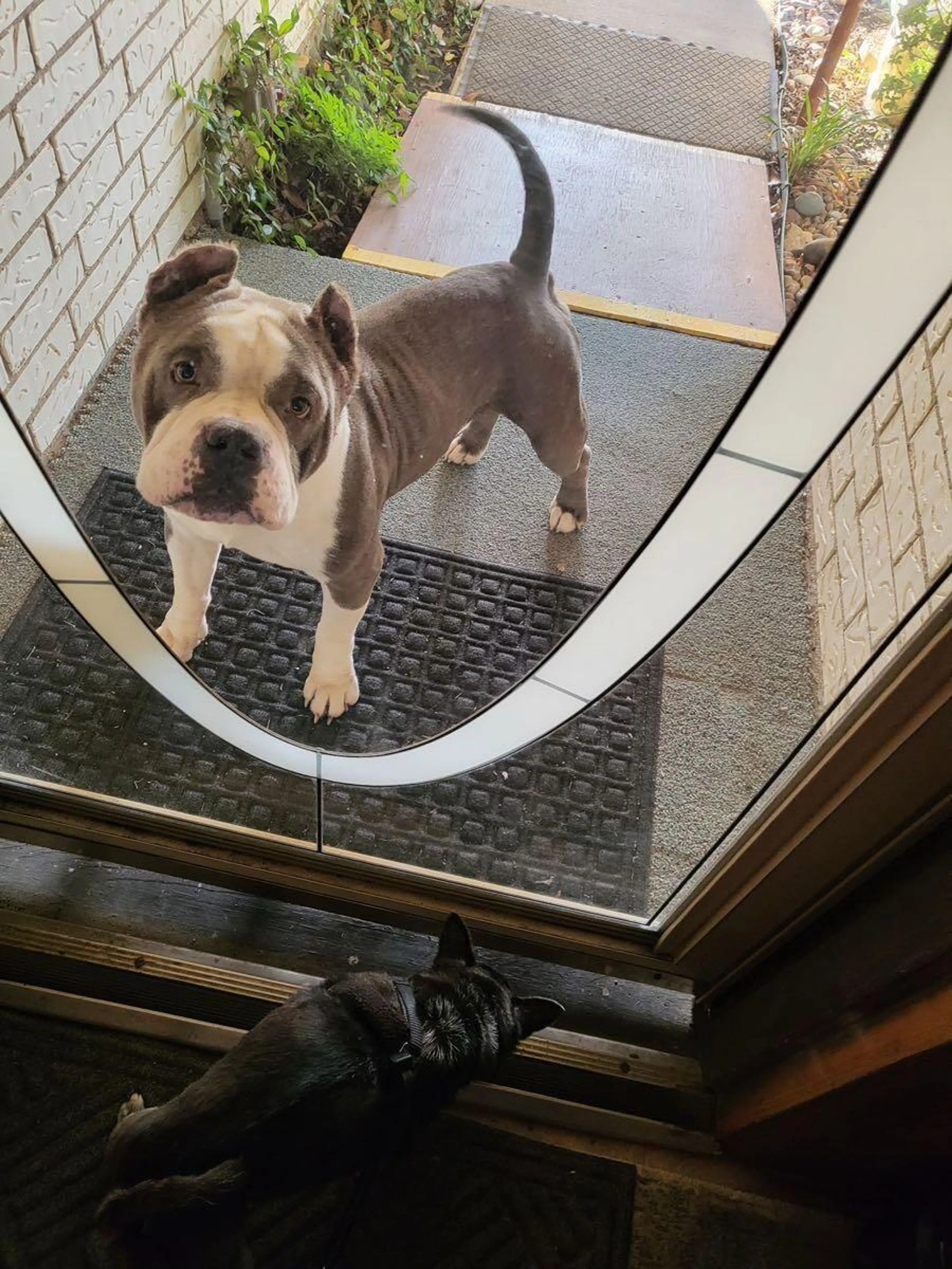 Found pet