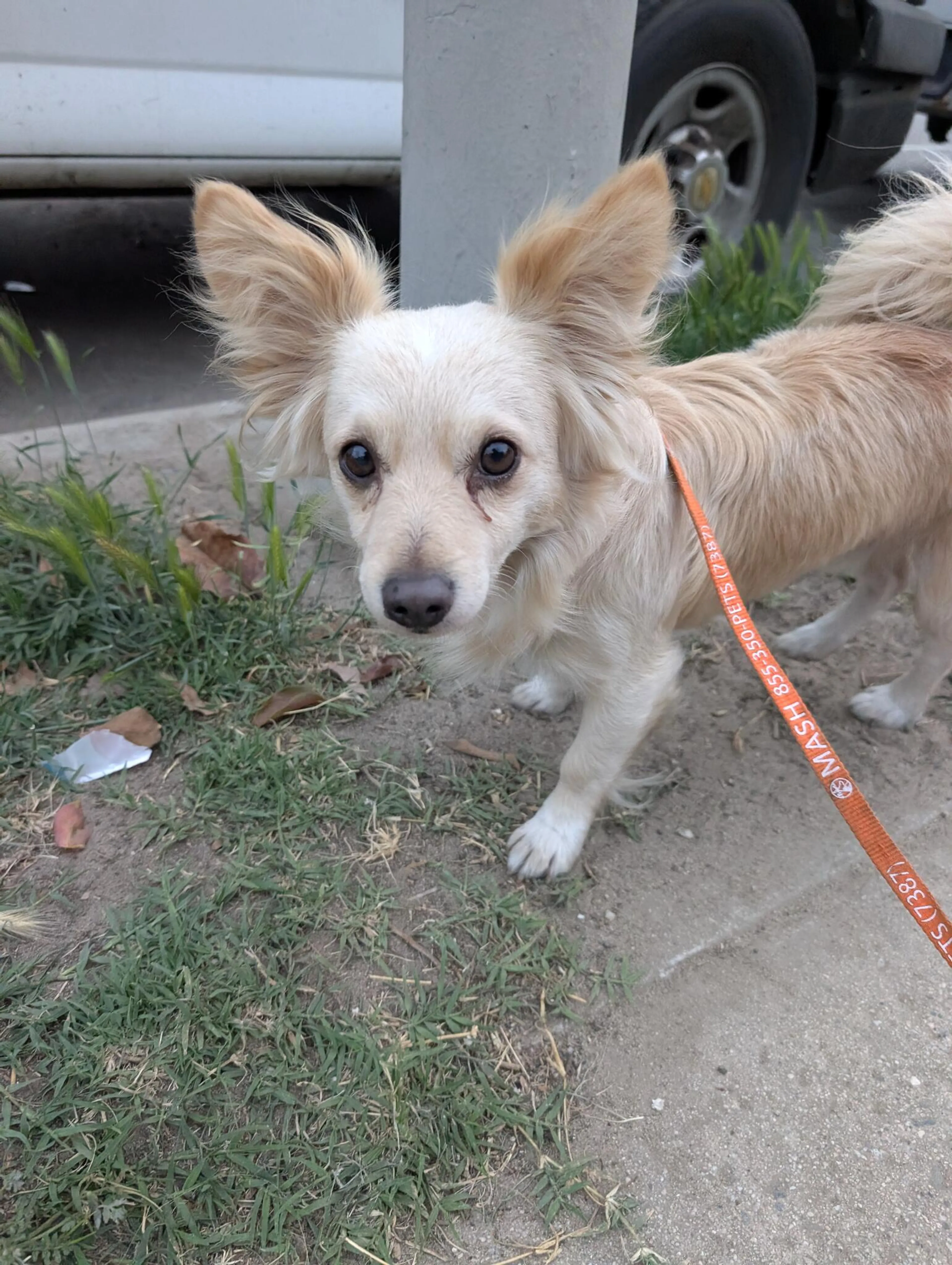 Found pet