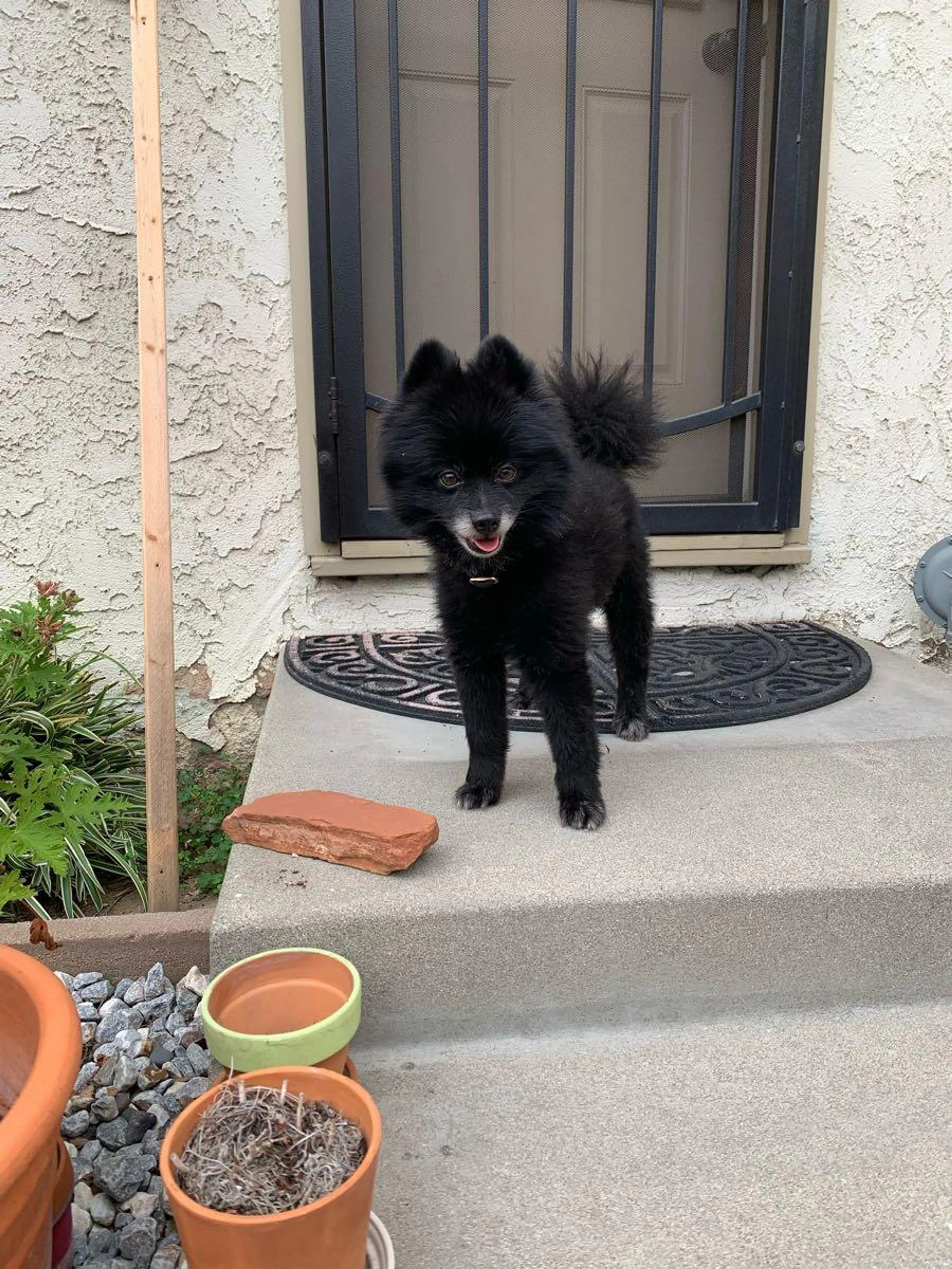 Found pet
