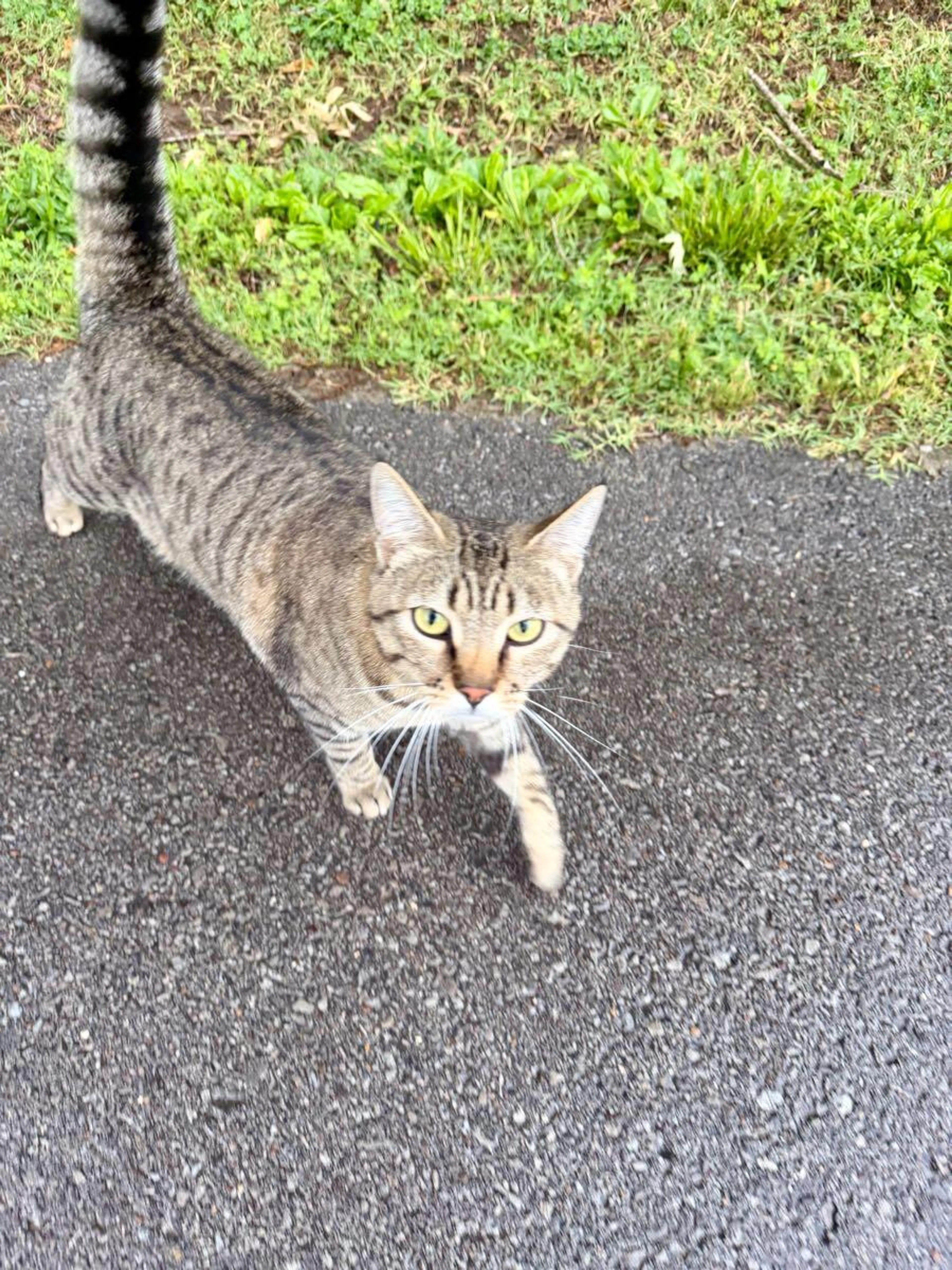 Found pet