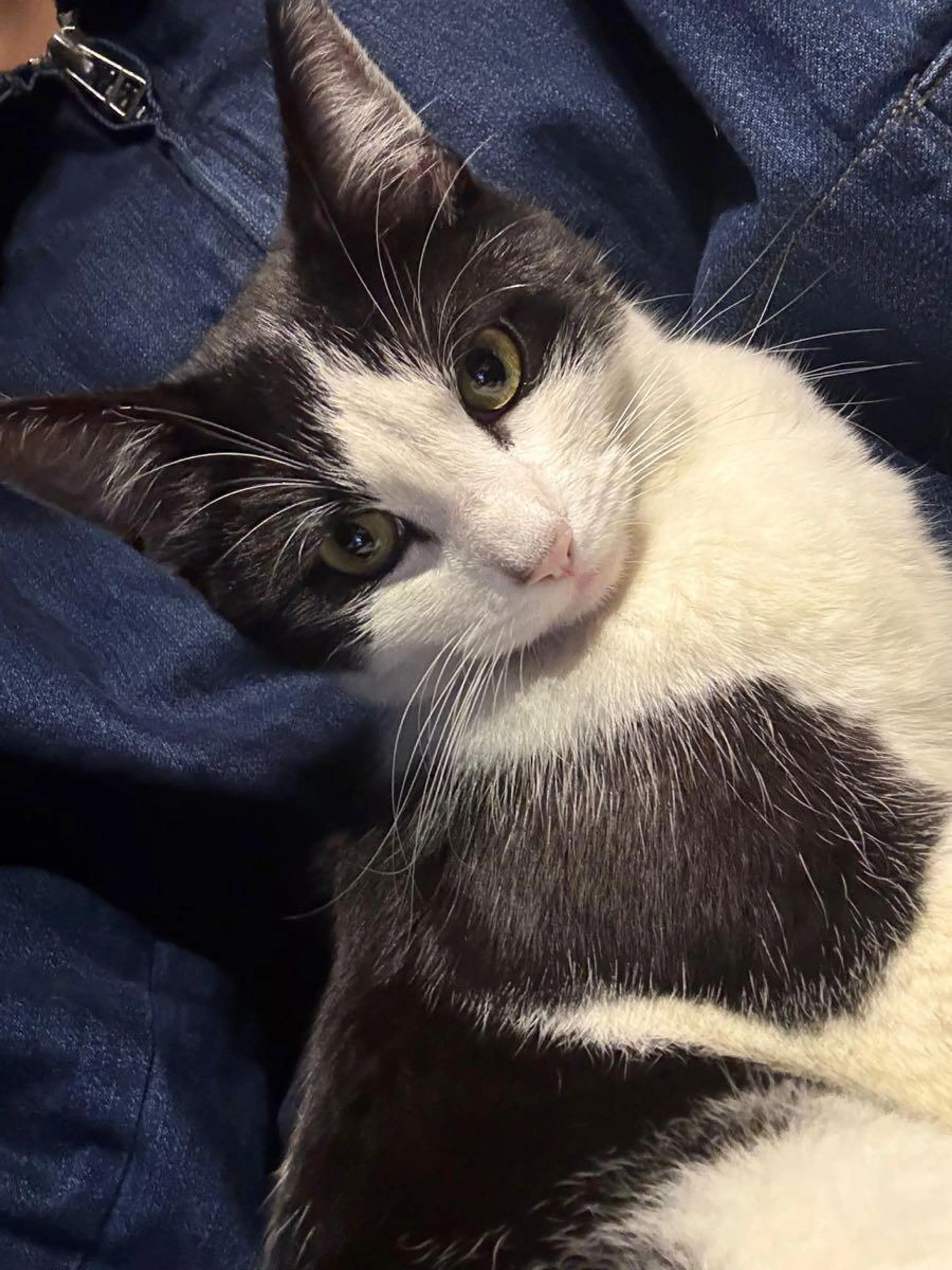 Found pet