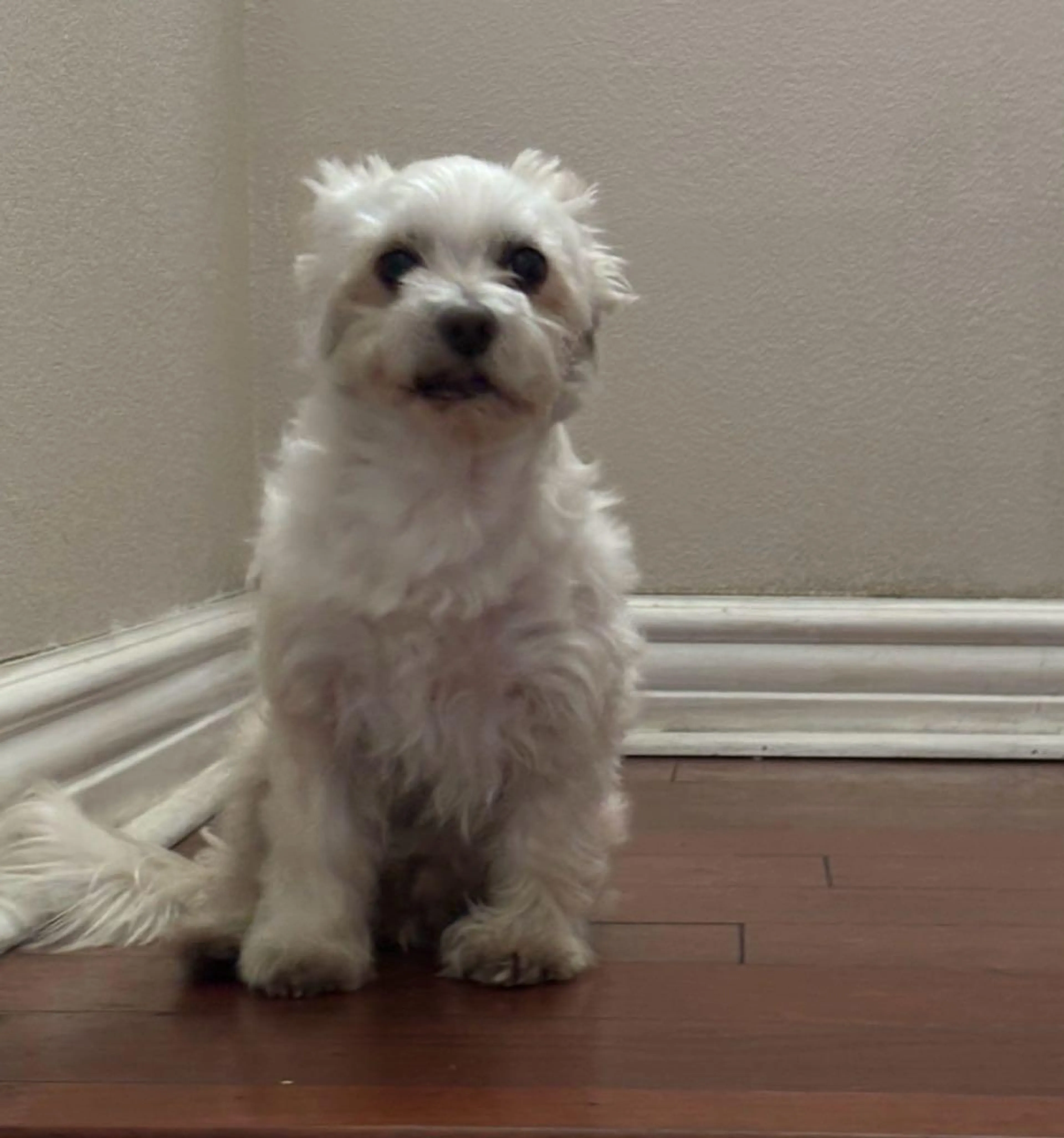 Lost pet