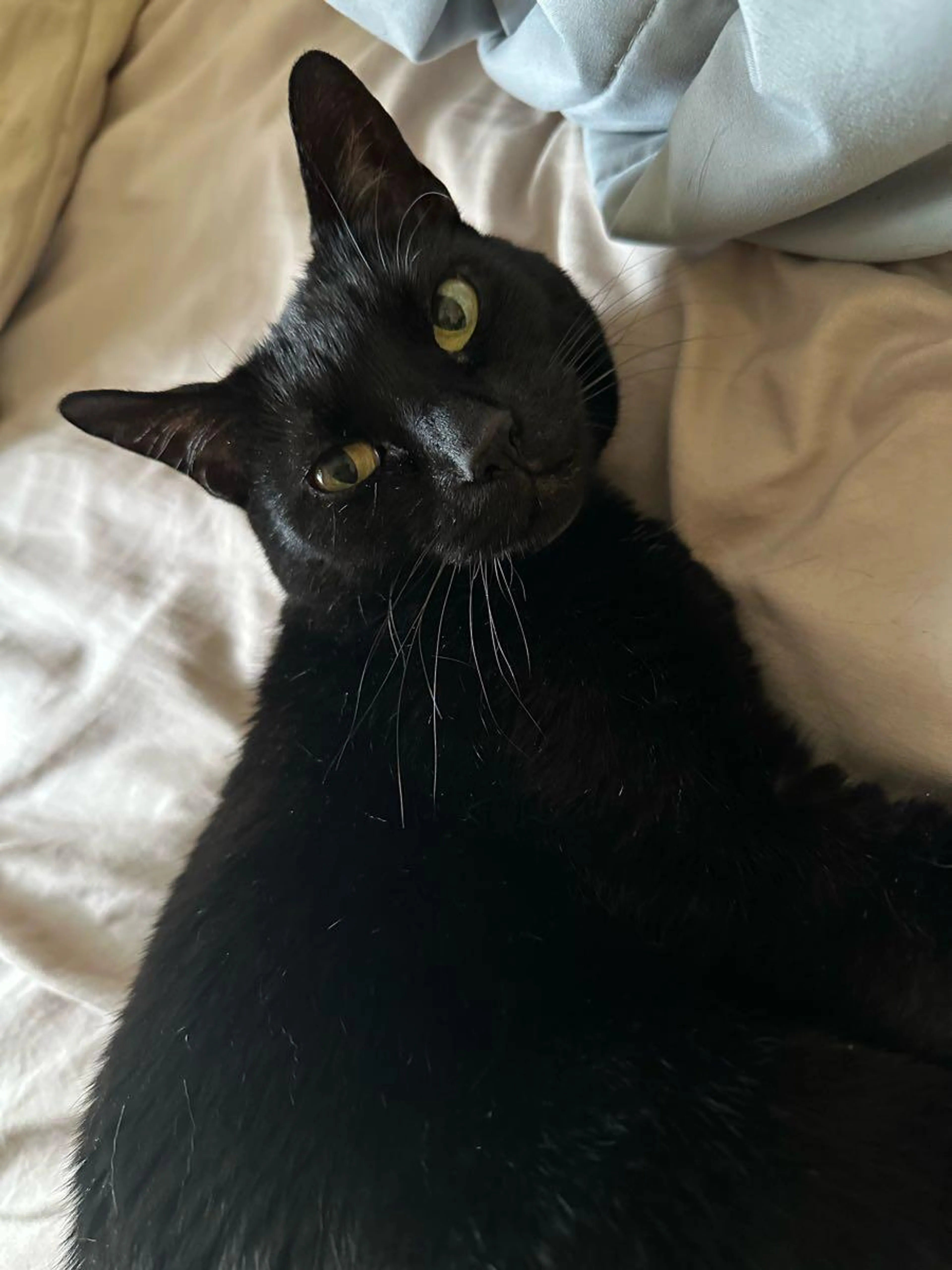 Lost pet