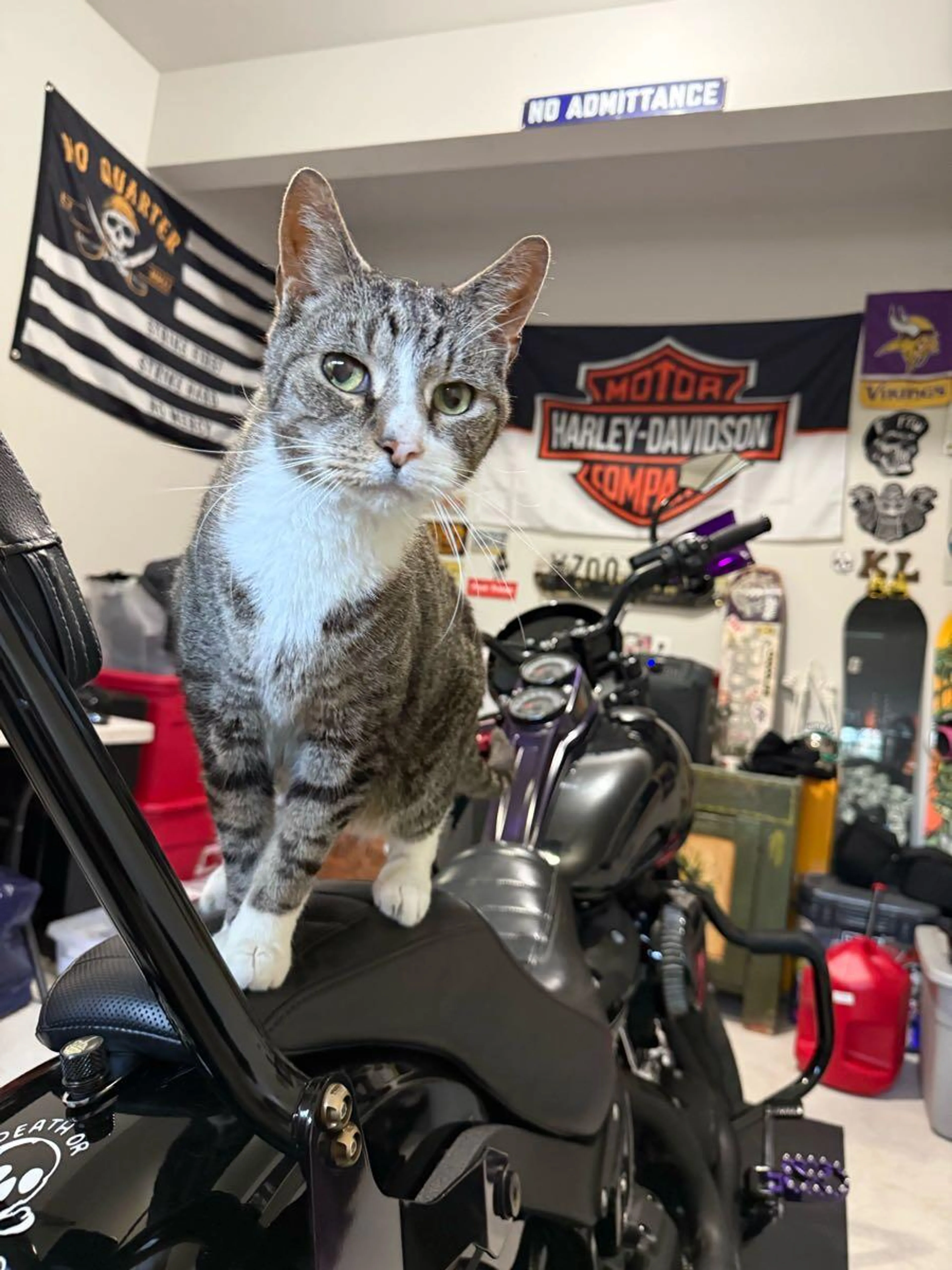 Found pet