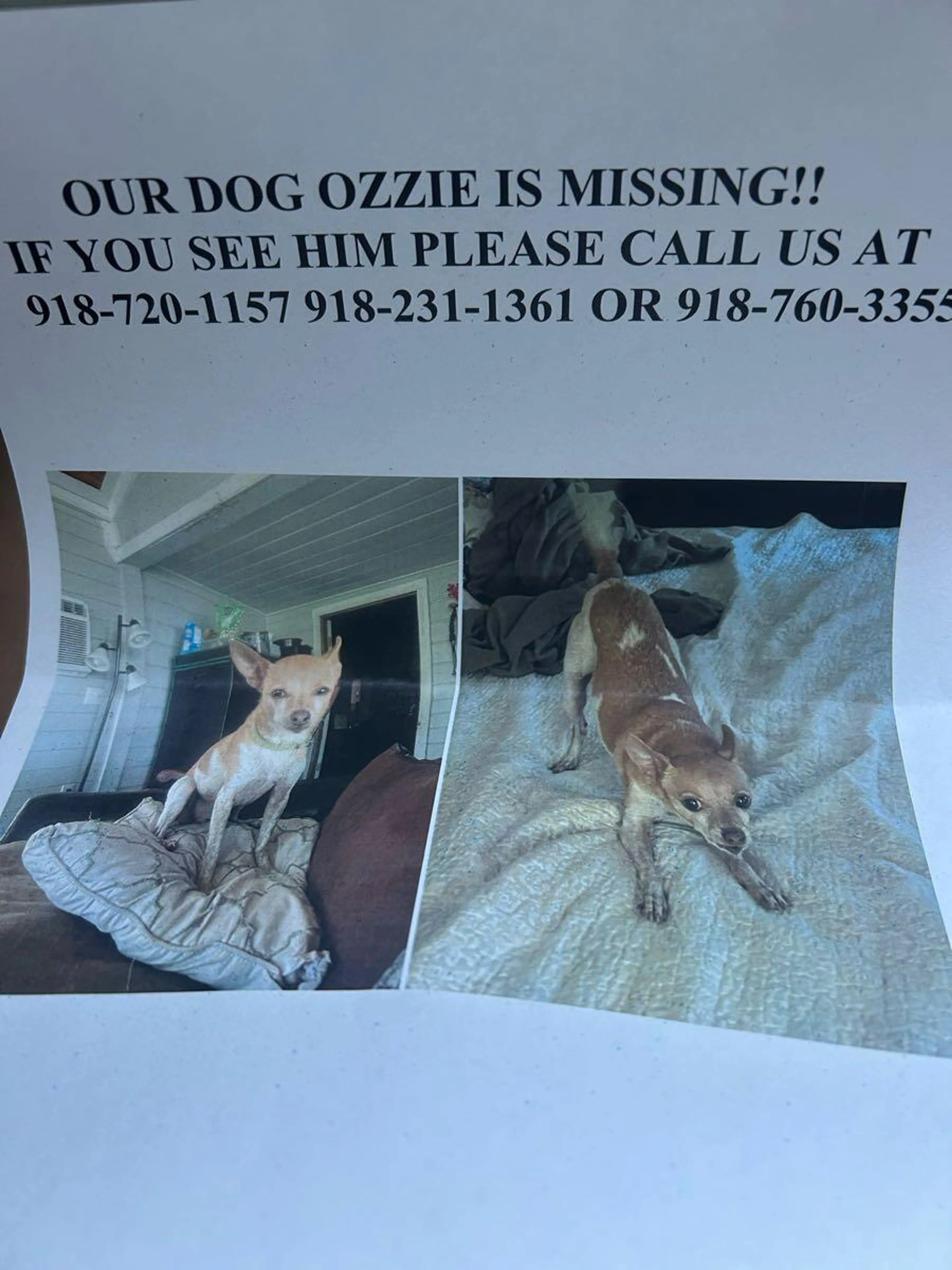 Lost pet