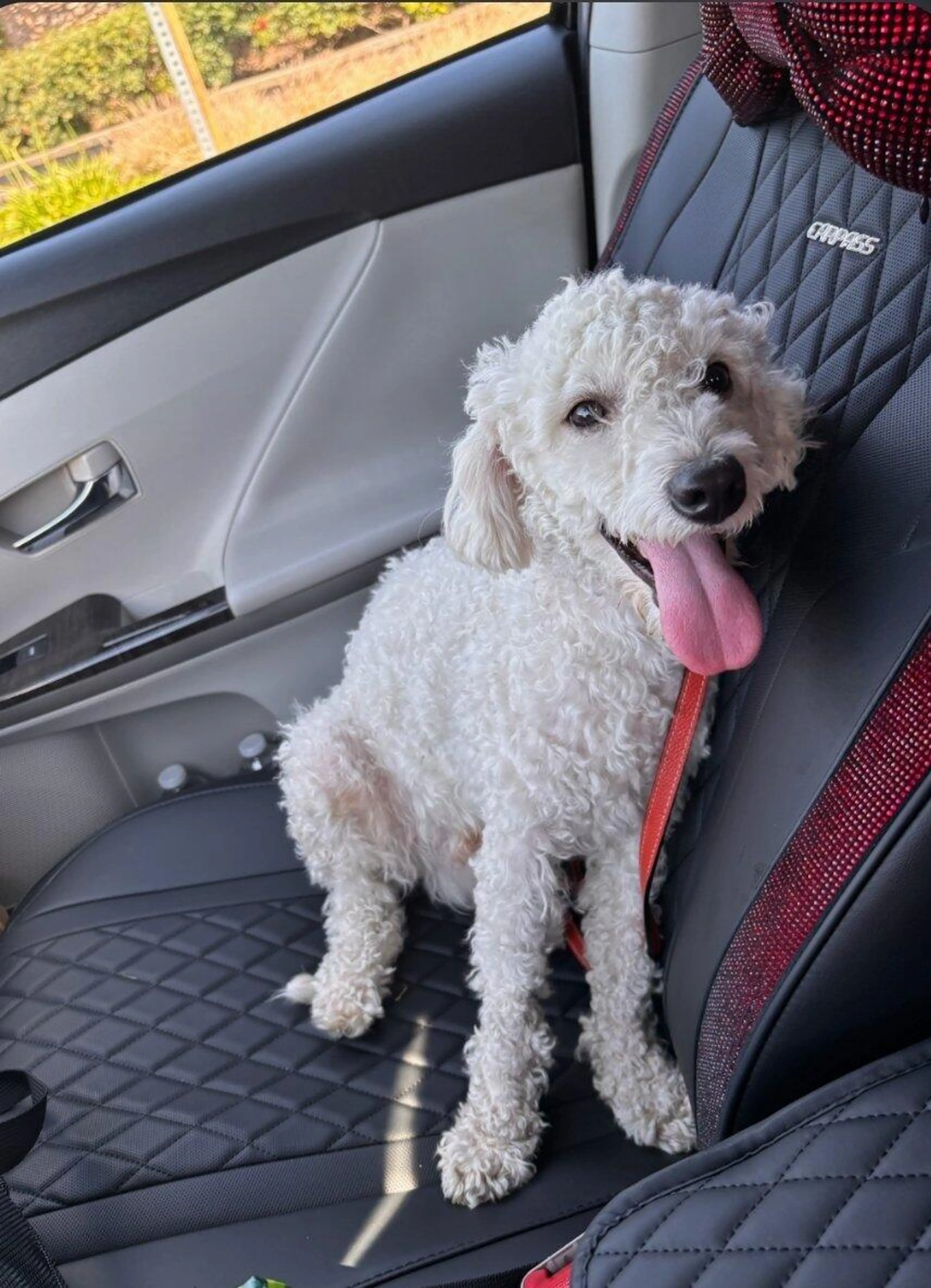 Found pet