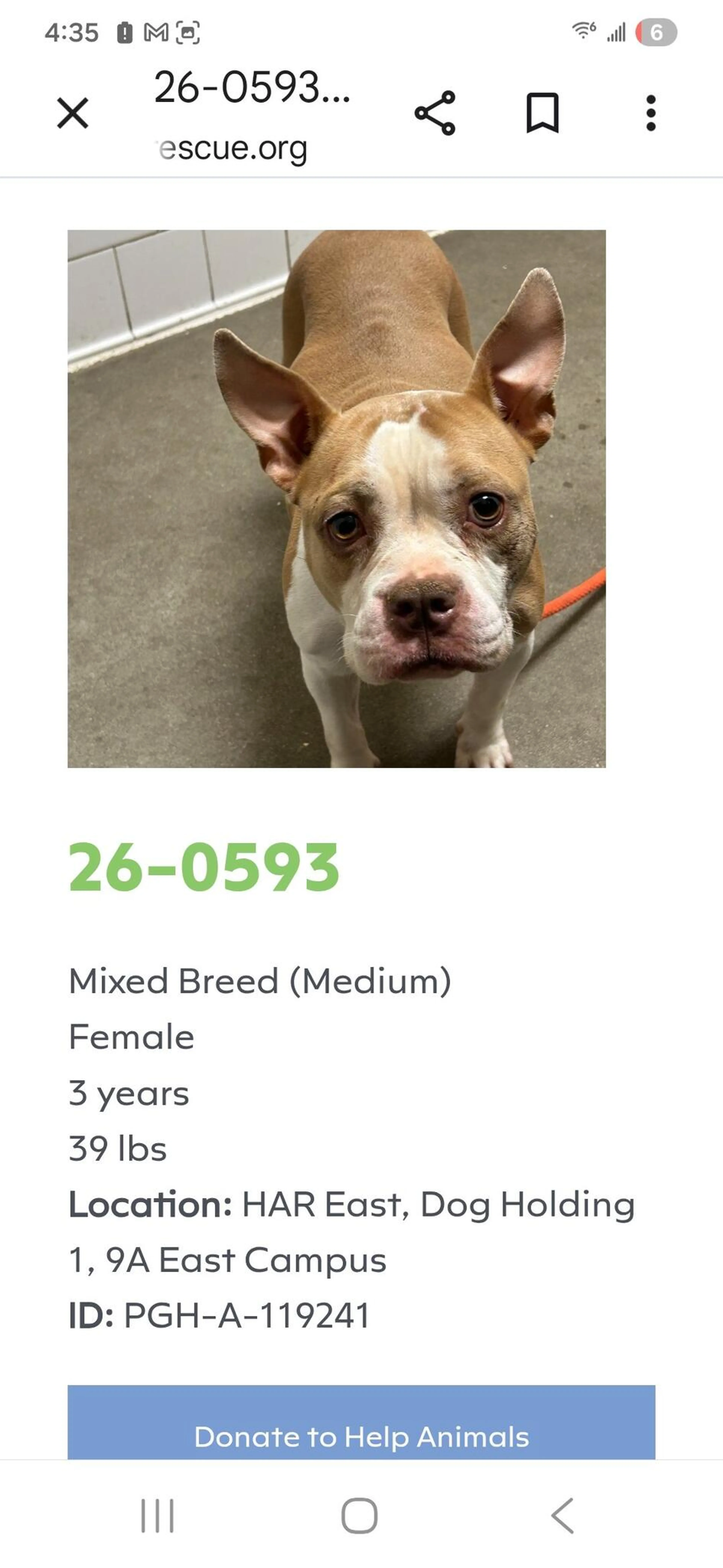 Found pet