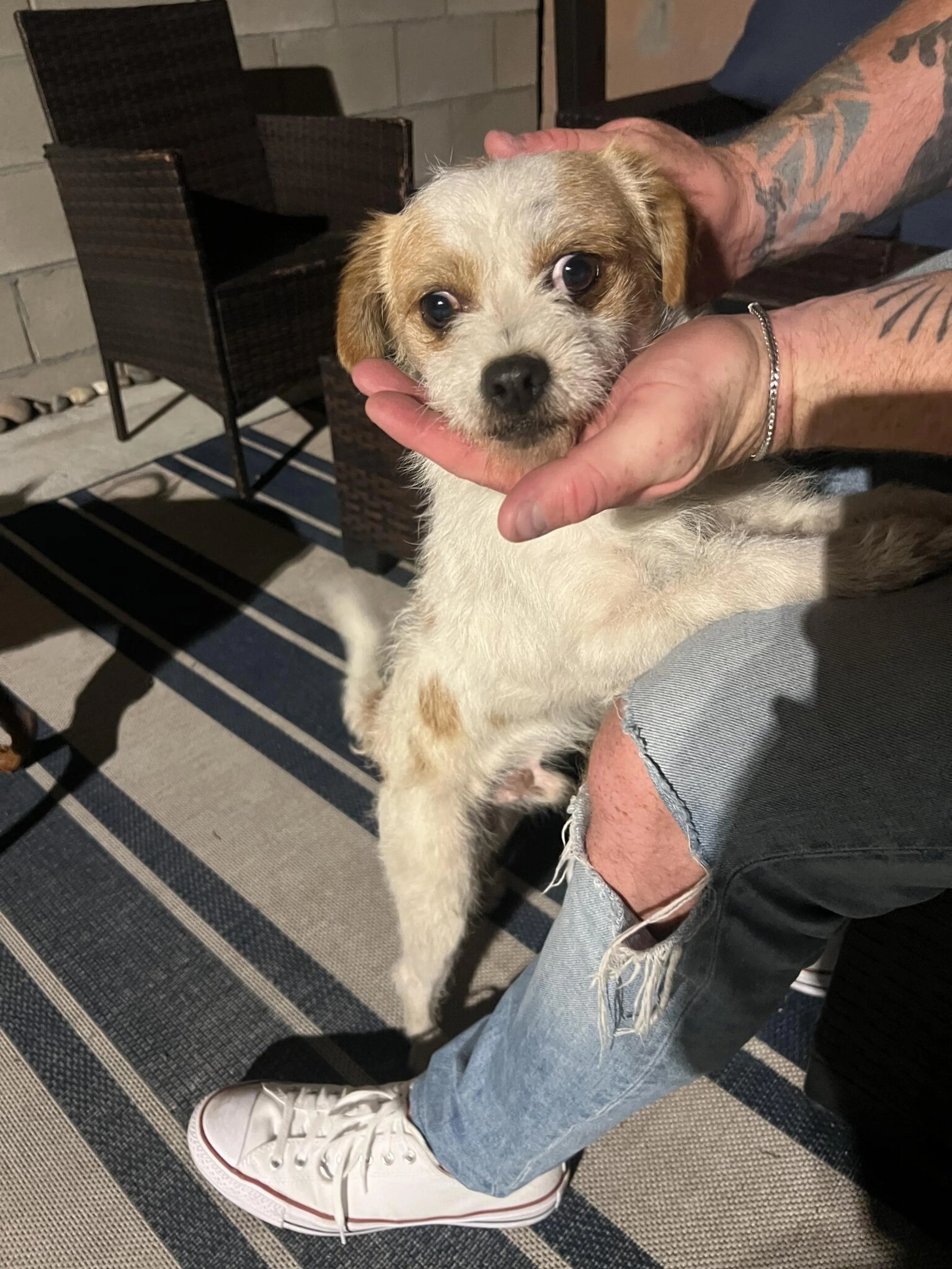 Found pet