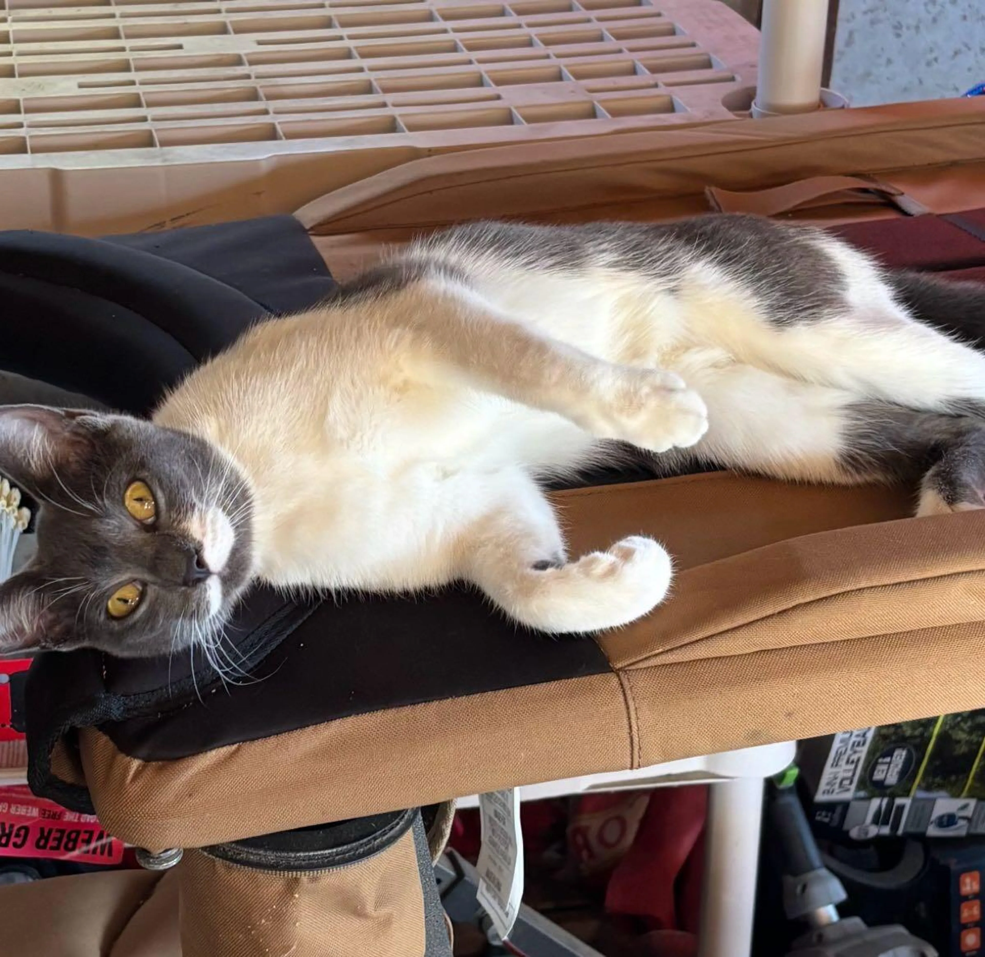 Found pet