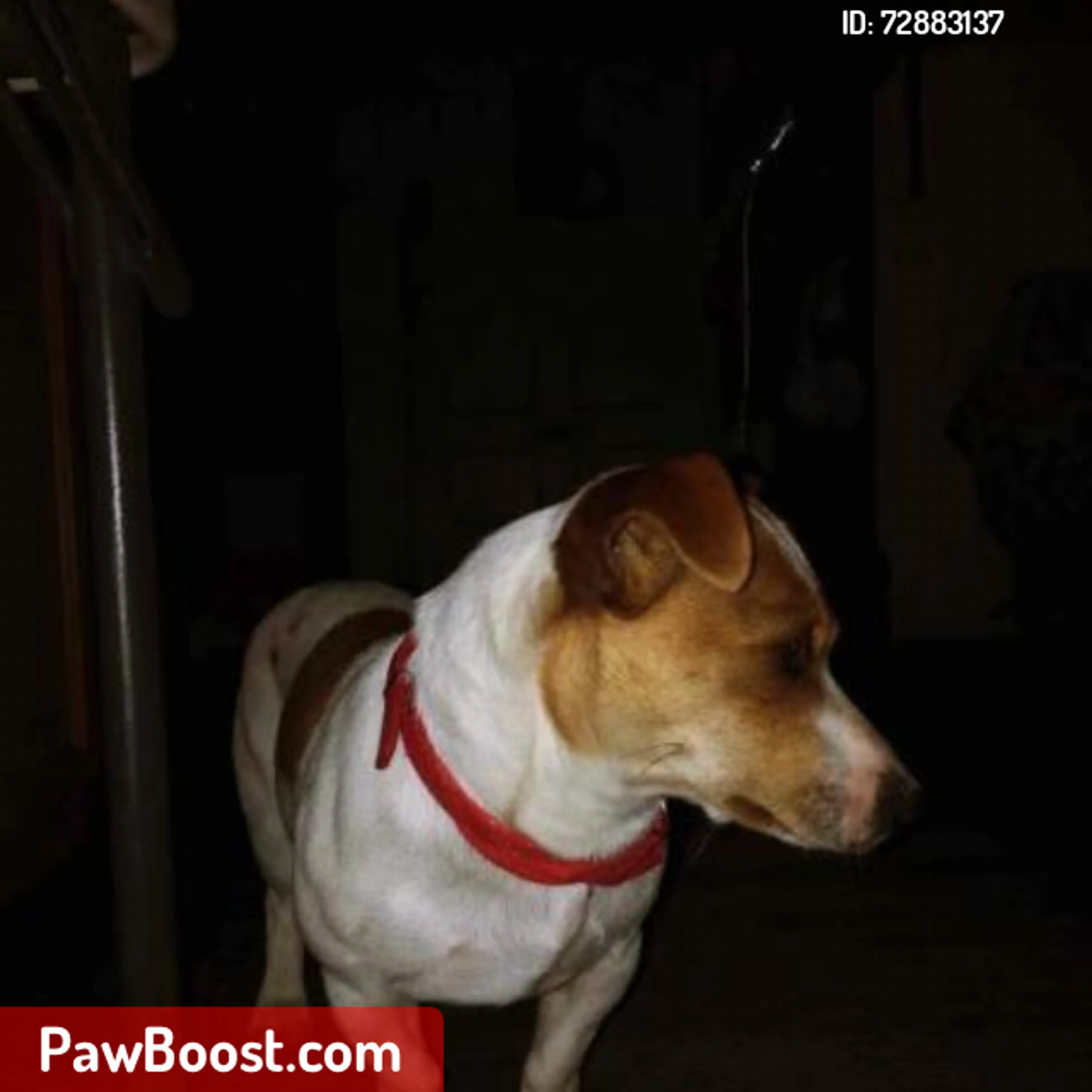 Lost pet