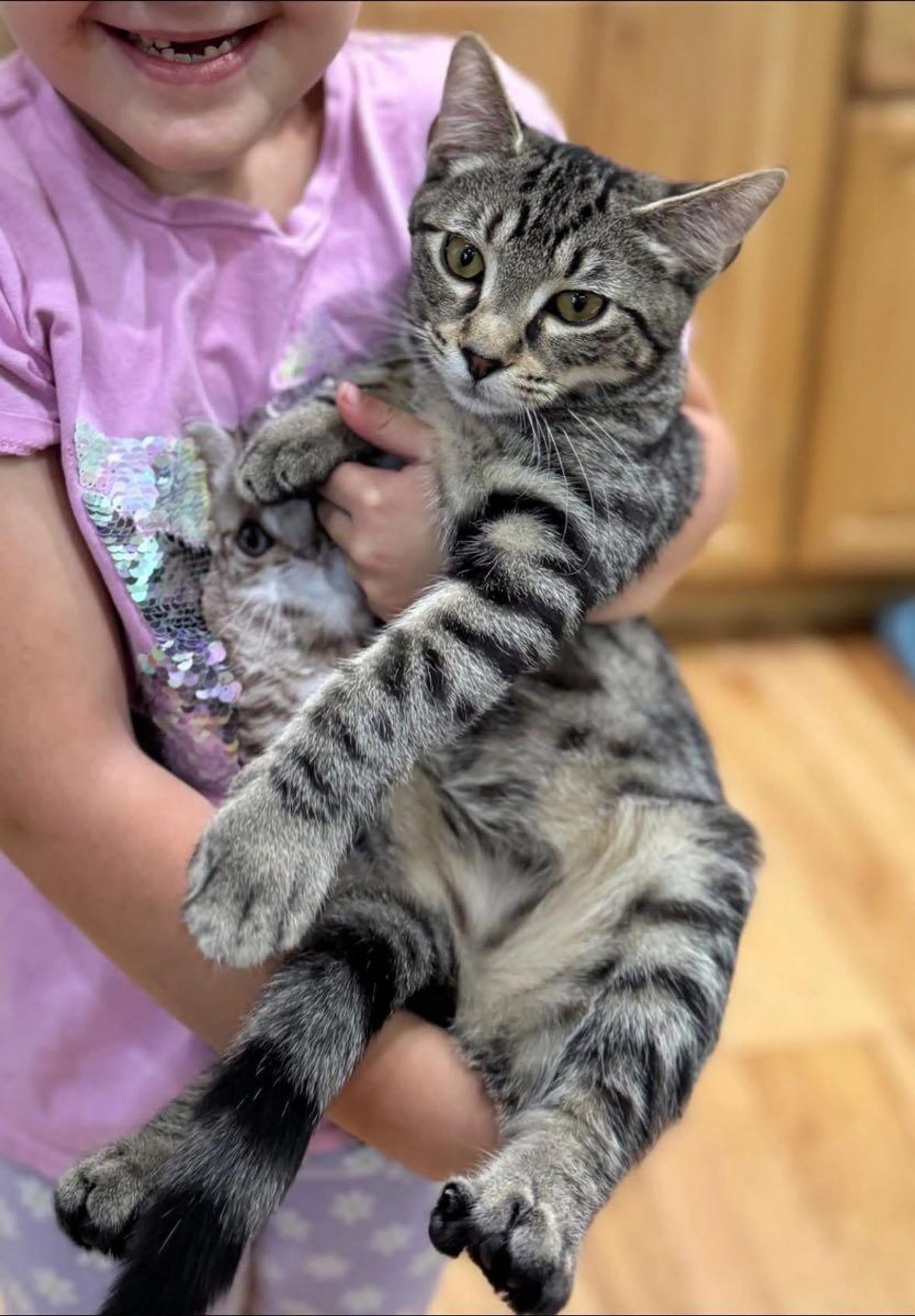 Lost pet