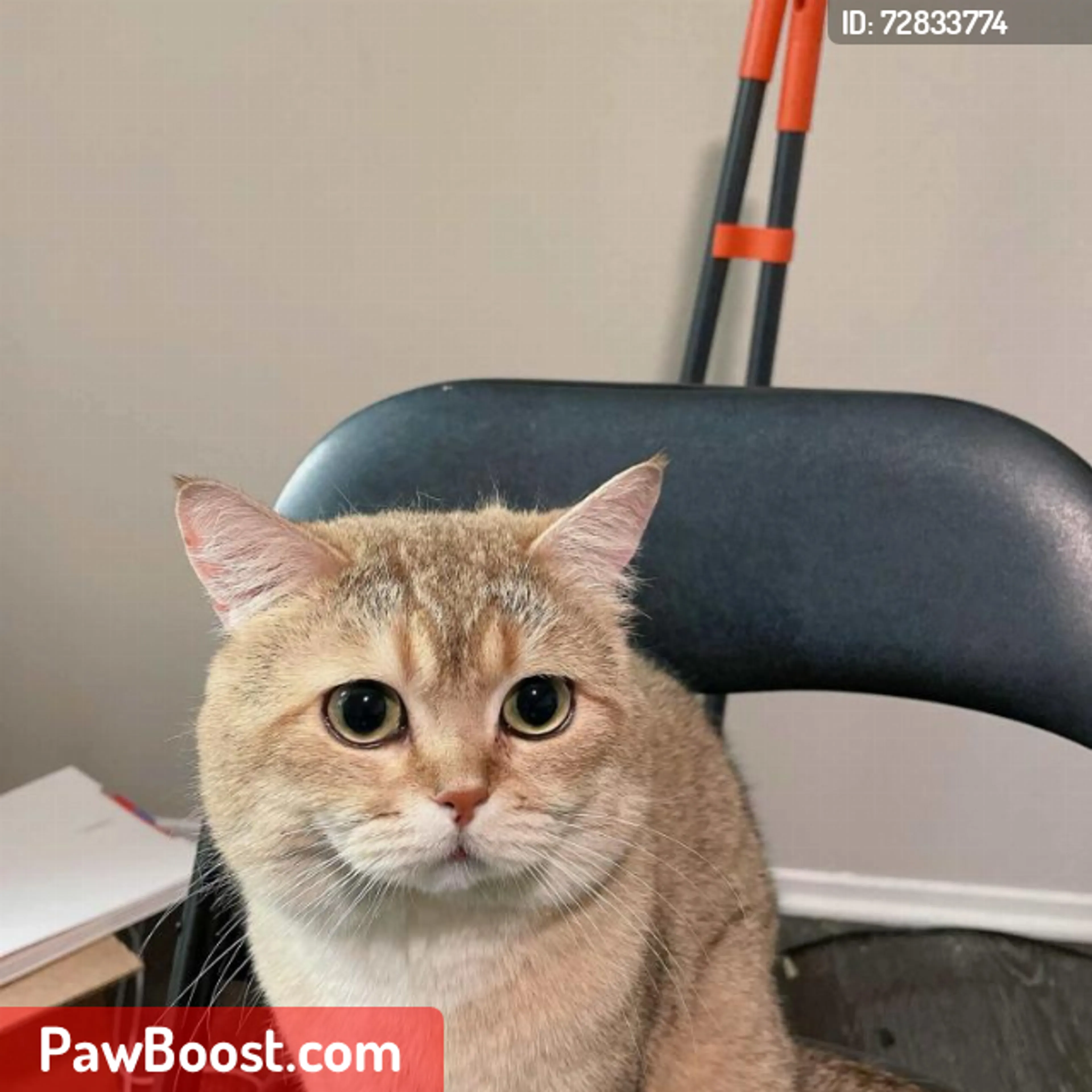 Lost pet