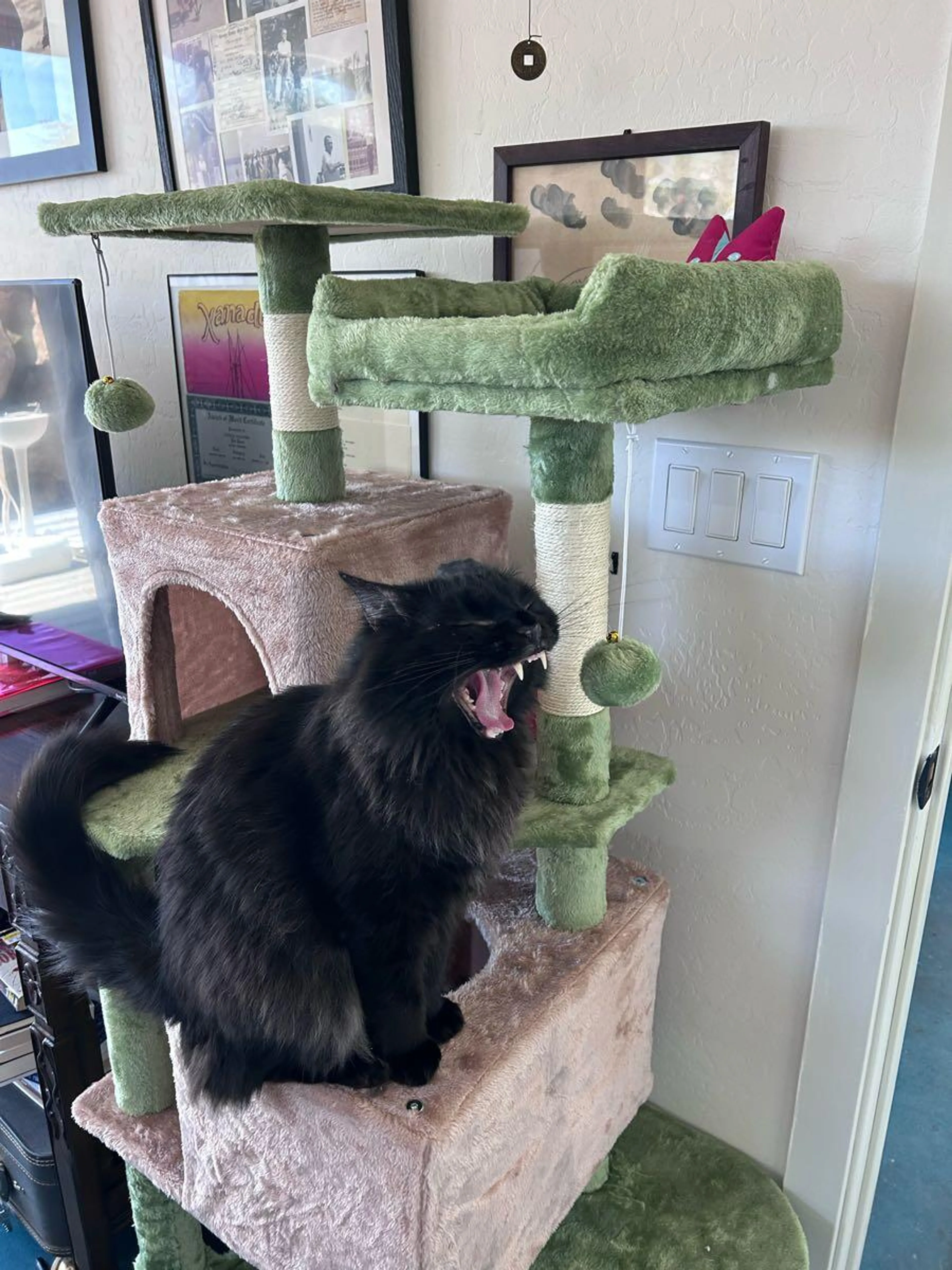 Lost pet