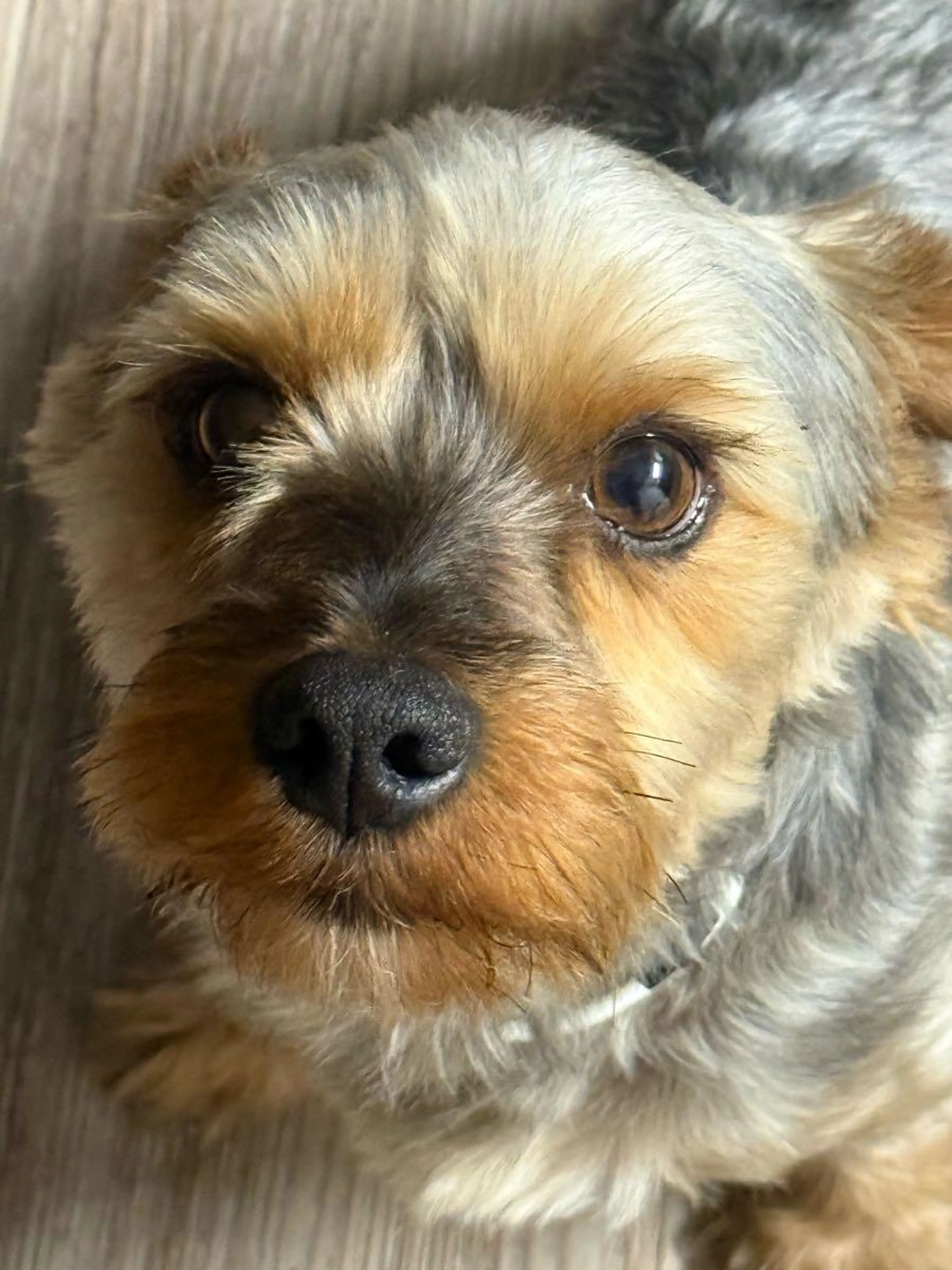 Lost pet