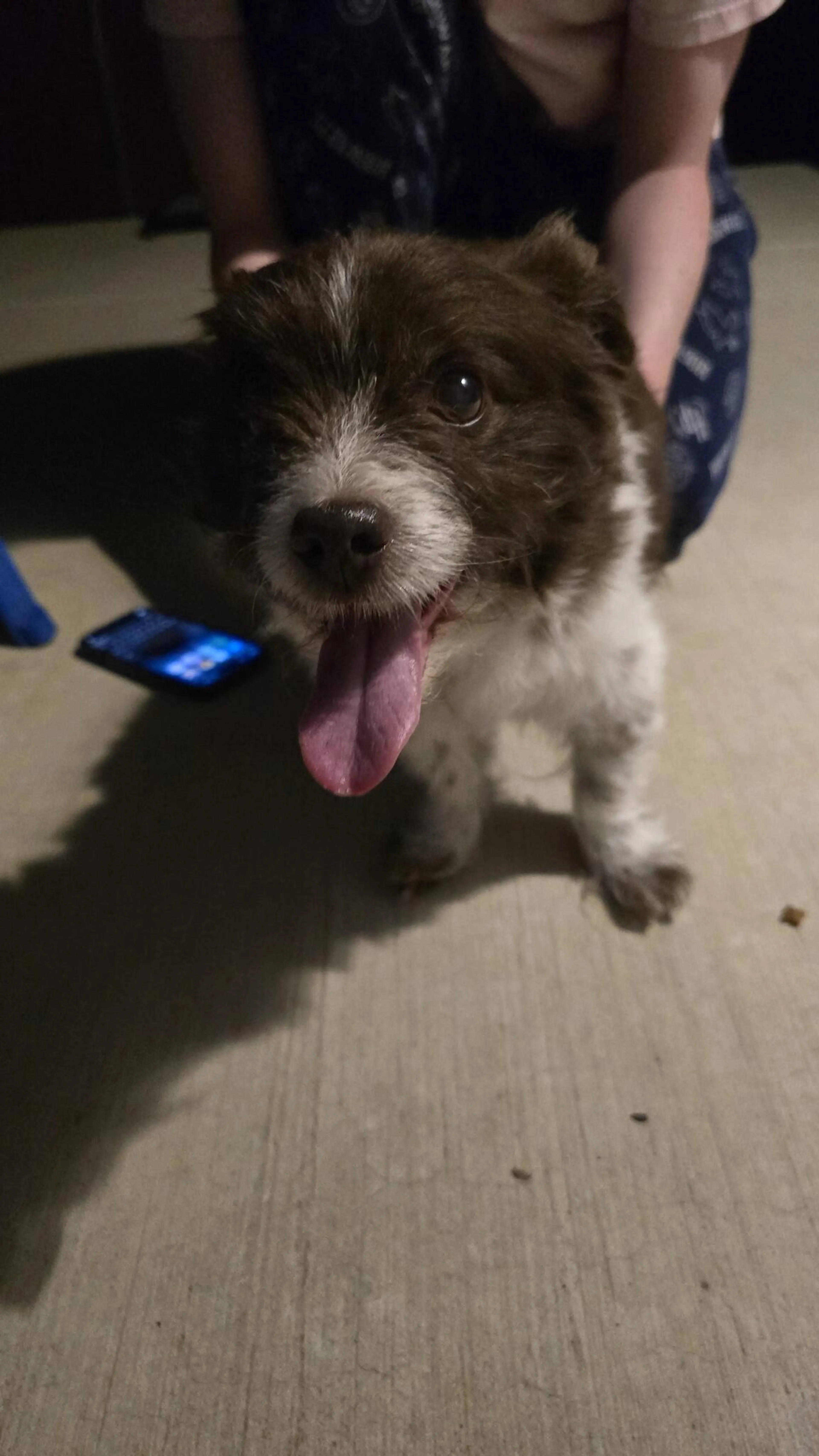 Found pet
