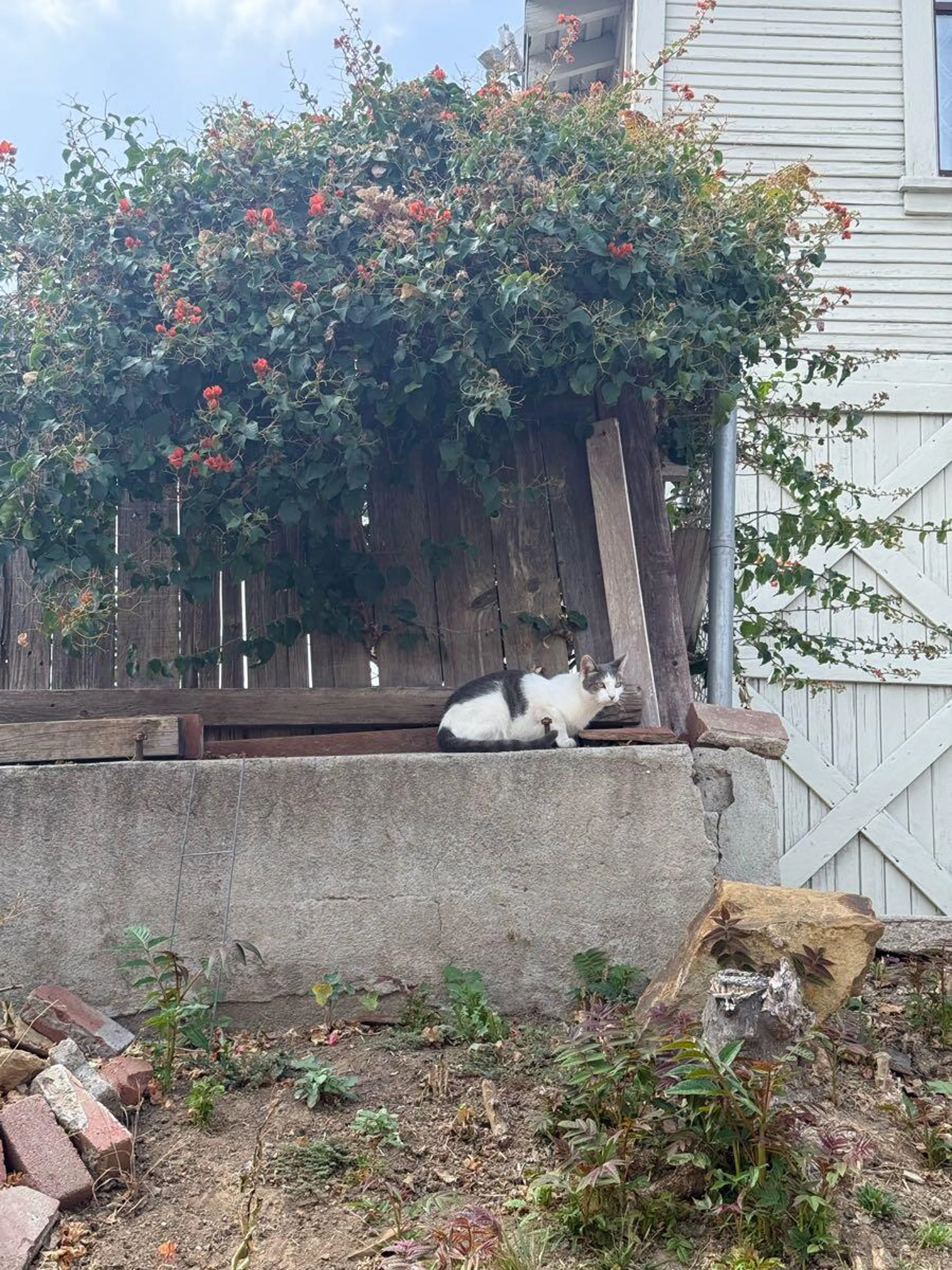 Found pet