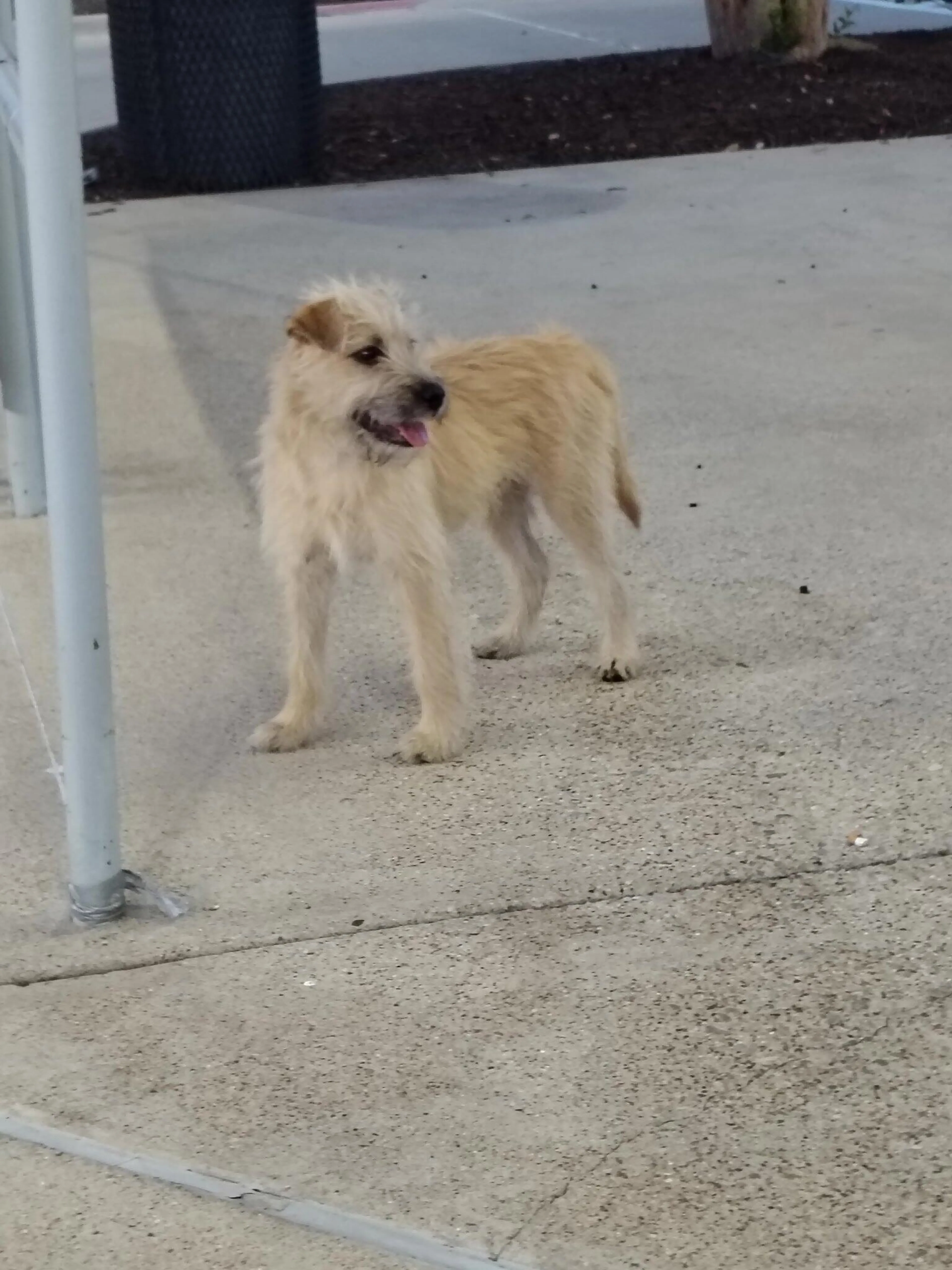 Found pet