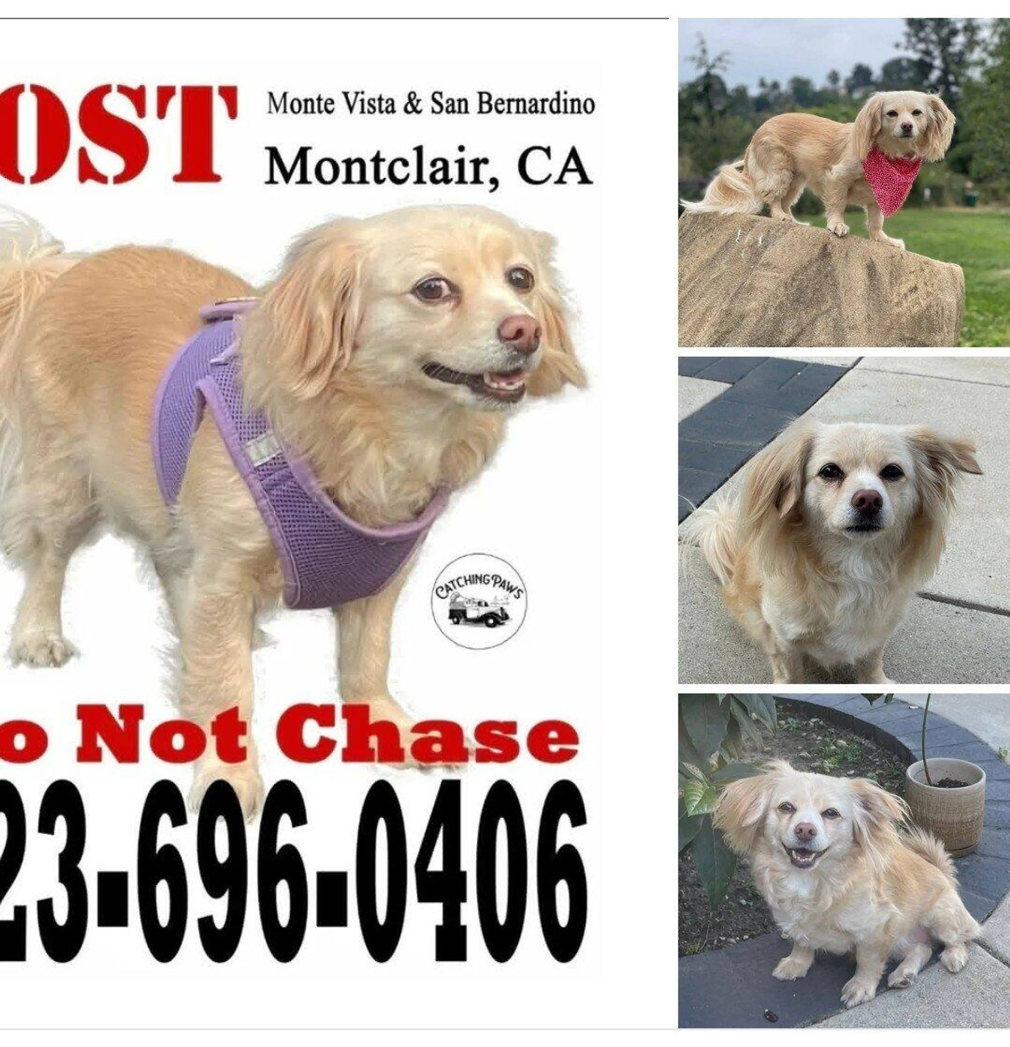 Lost pet