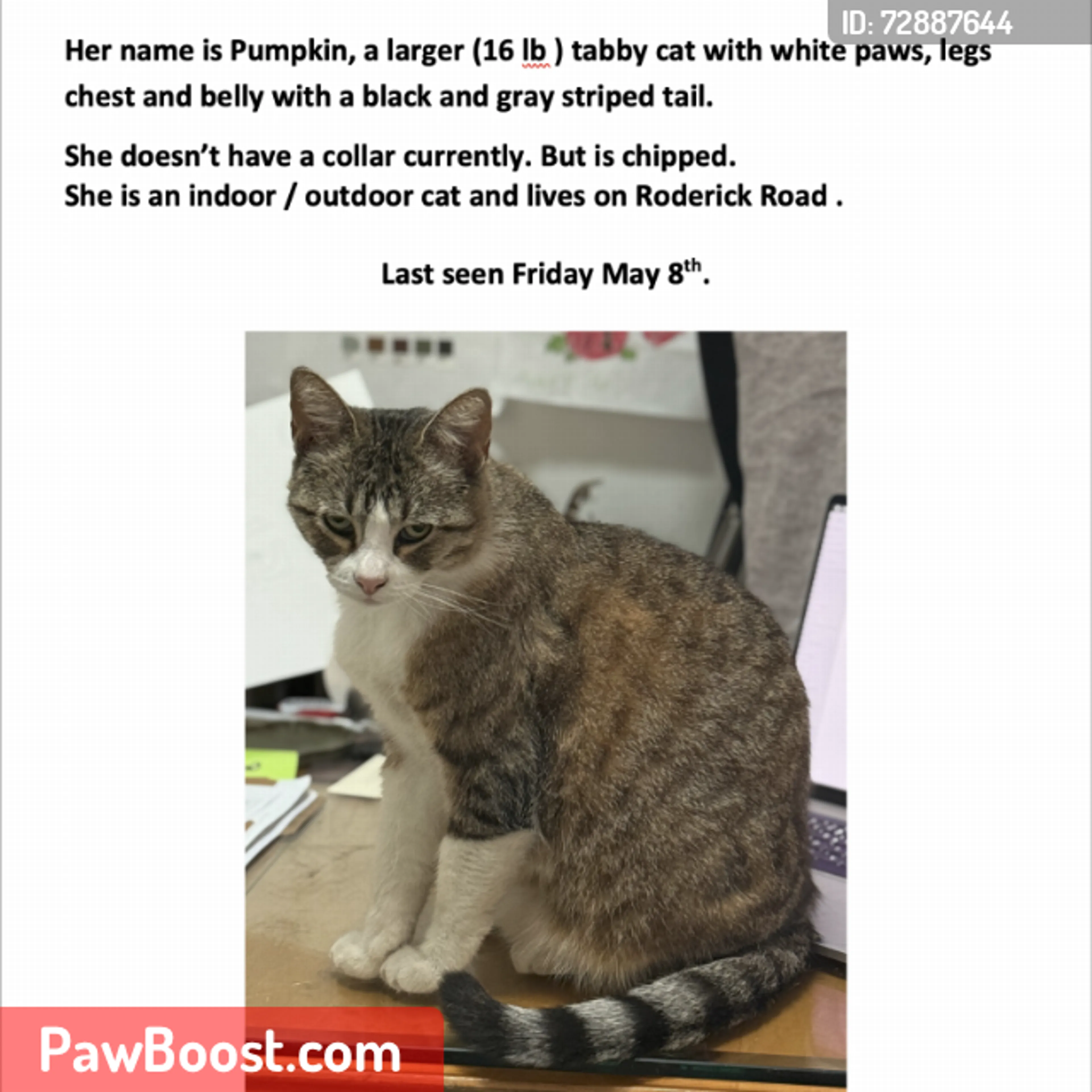 Lost pet