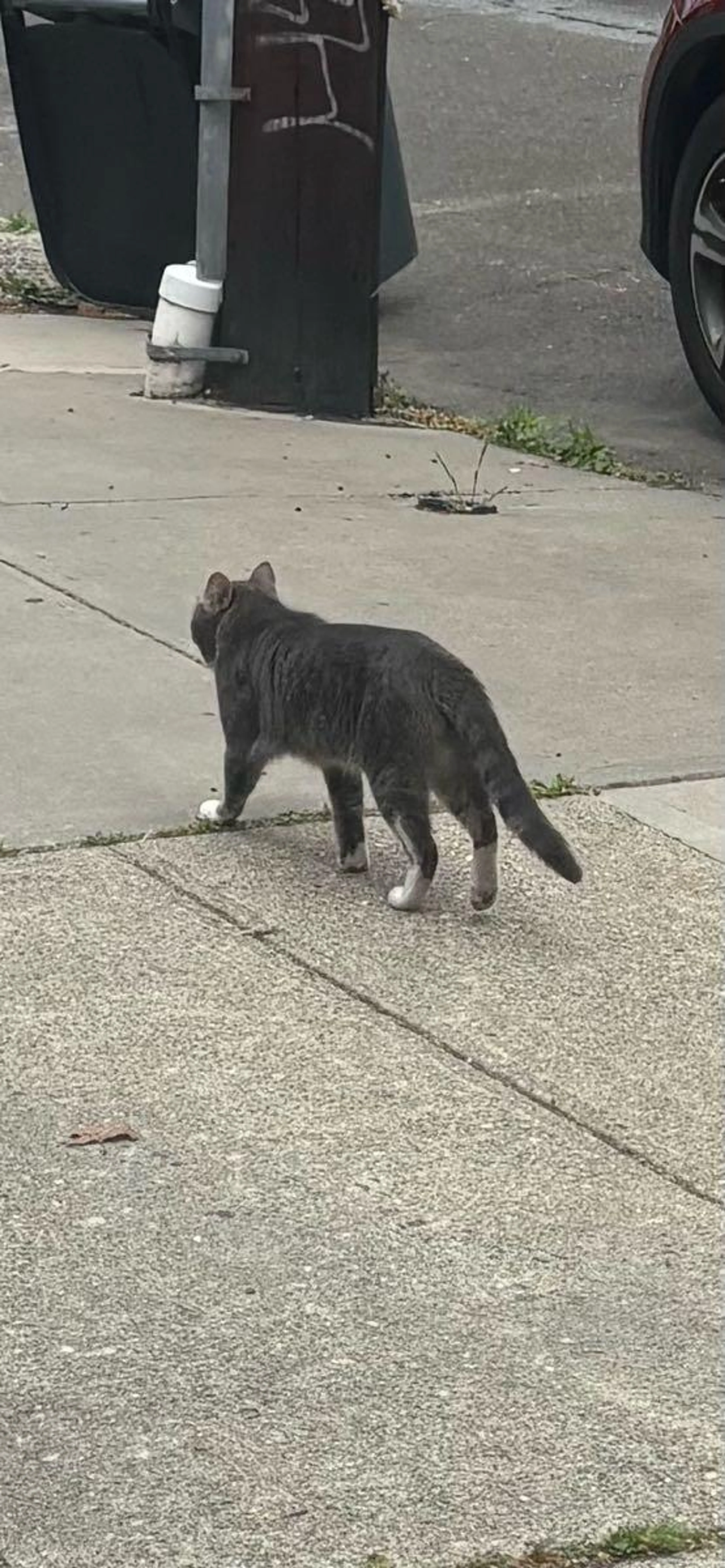 Found pet