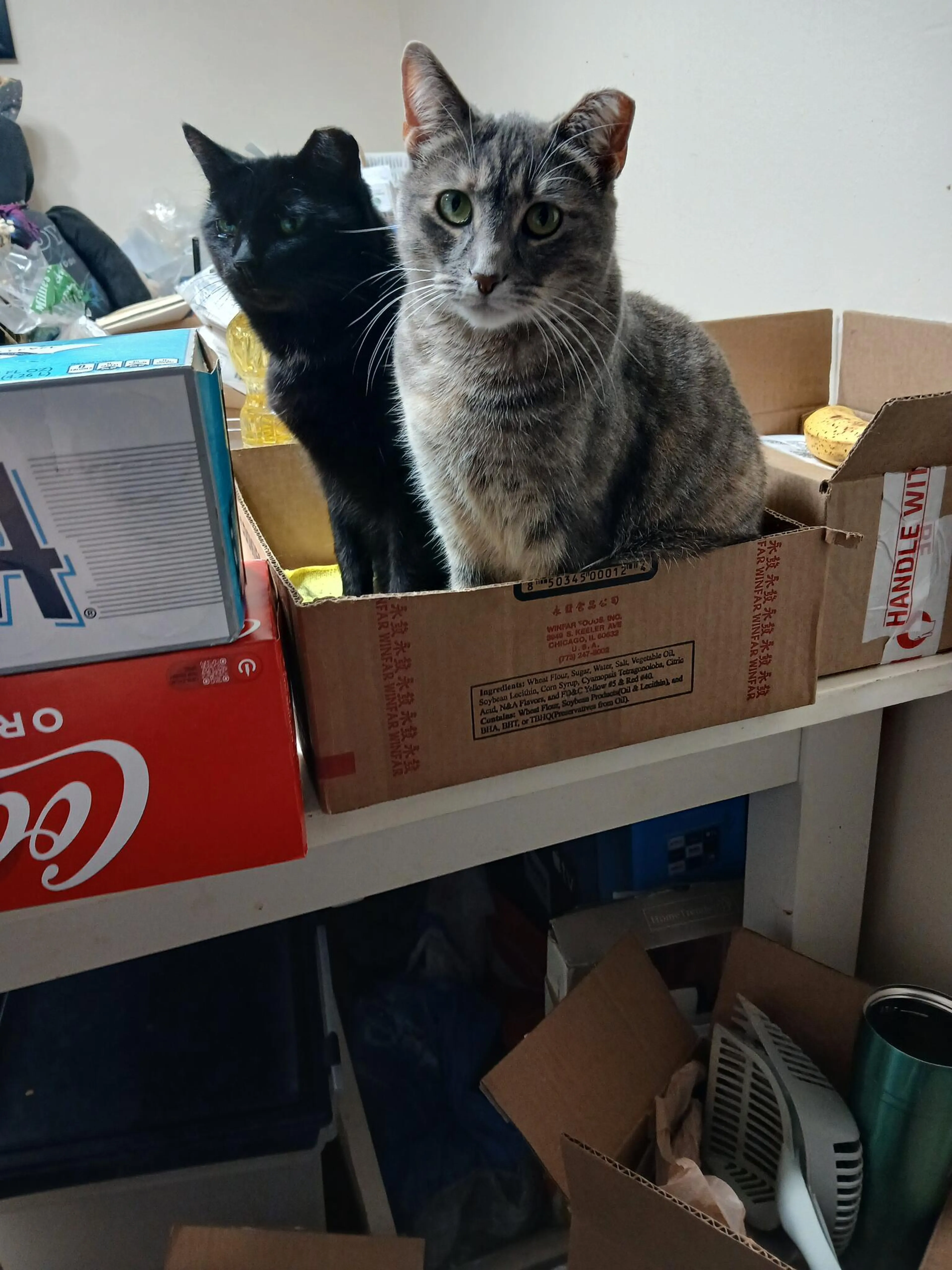 Lost pet