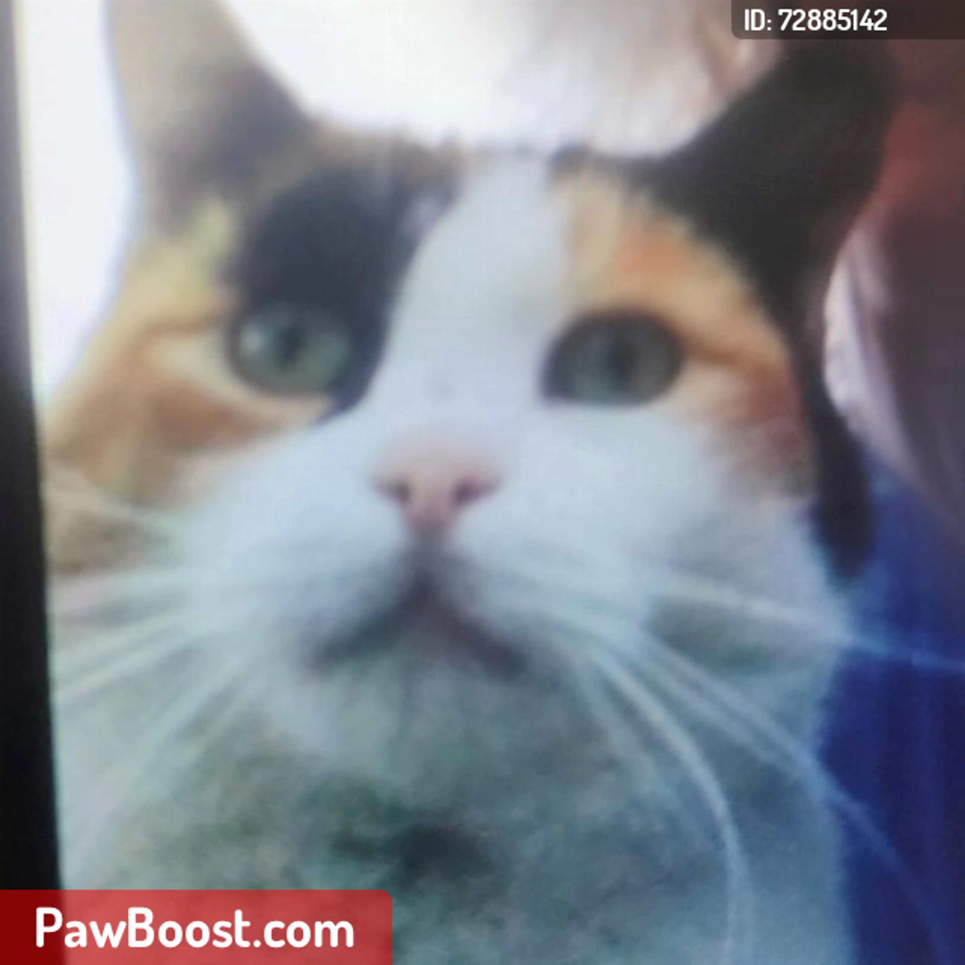Lost pet