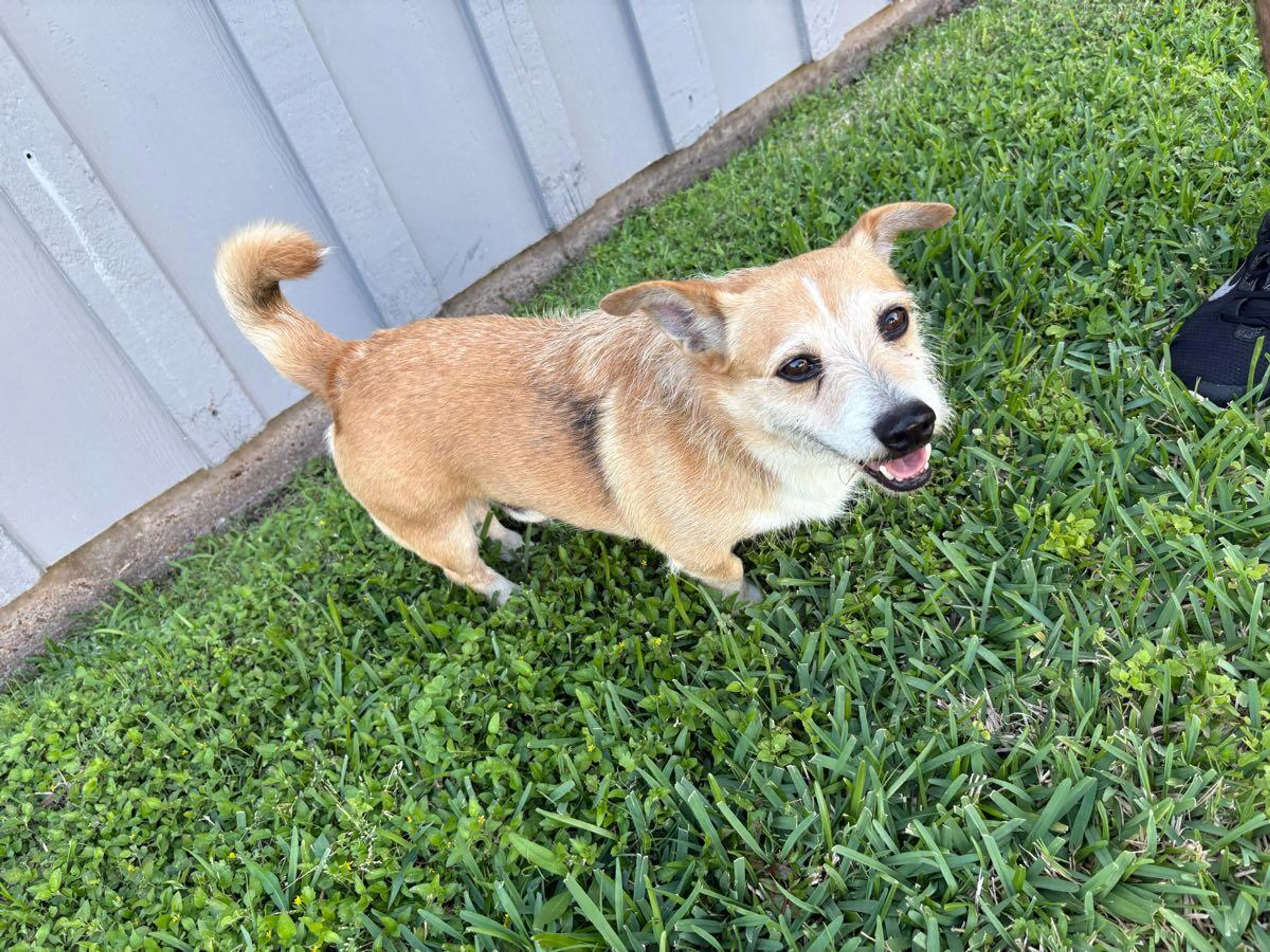 Found pet