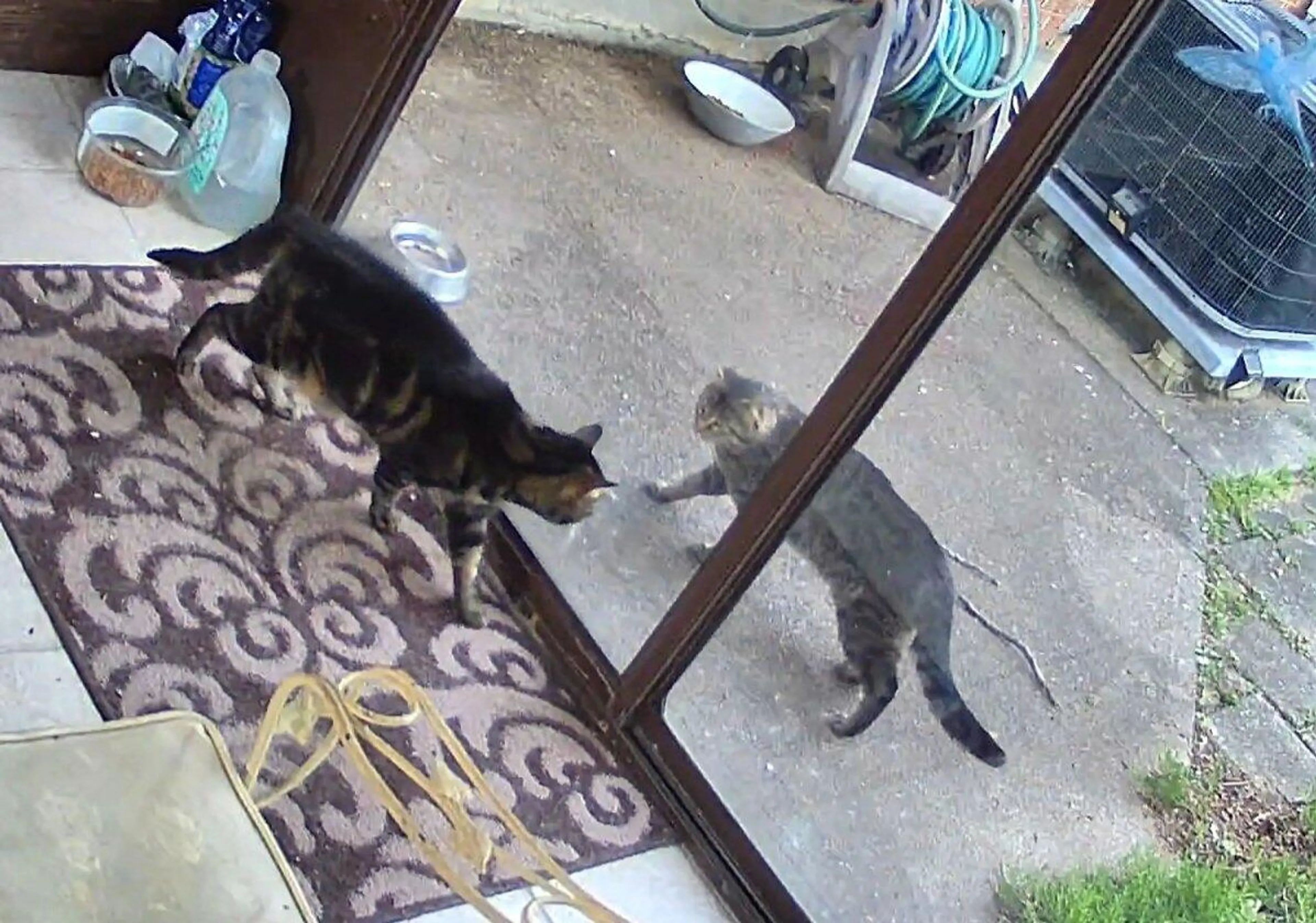 Found pet