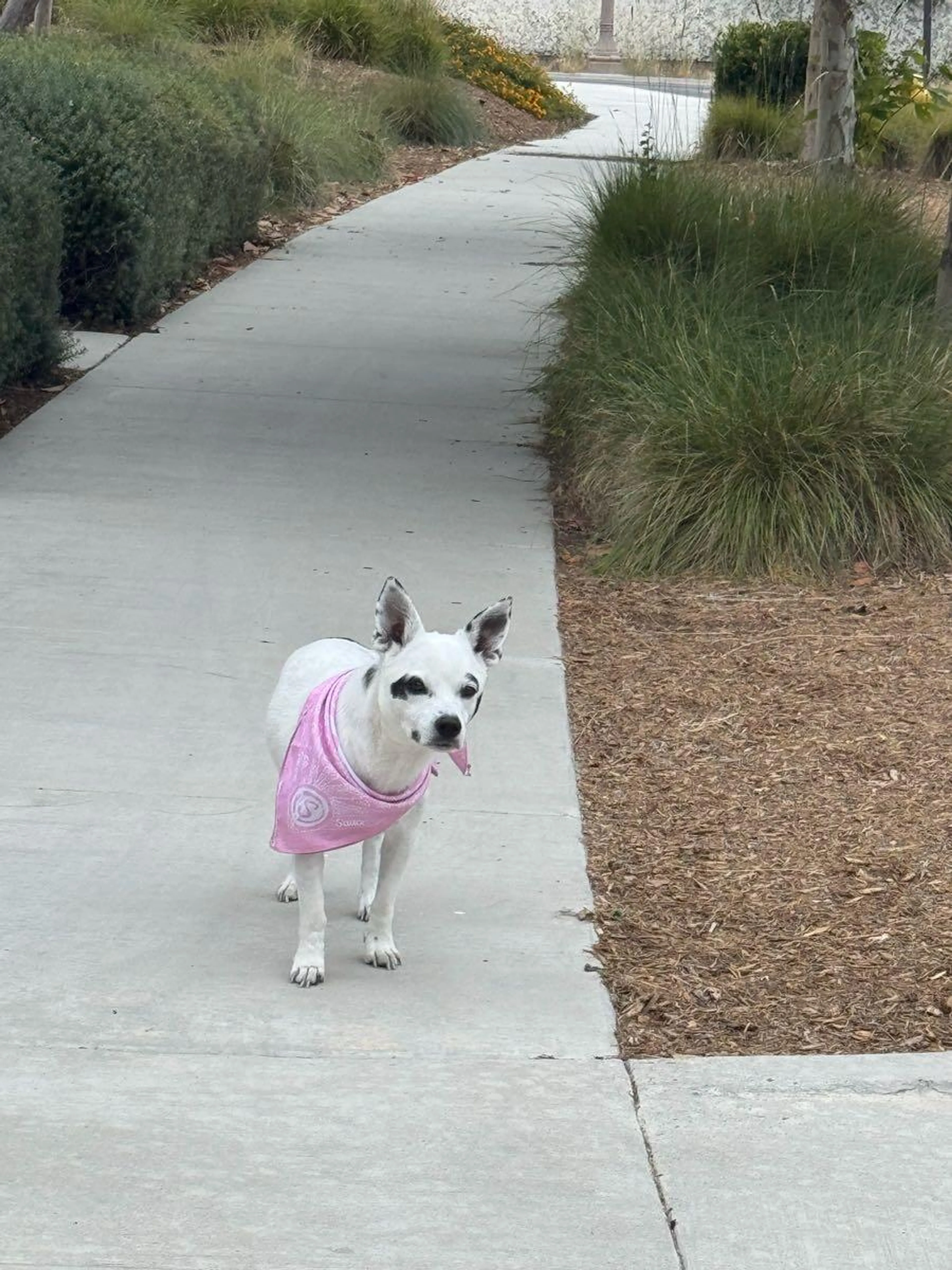 Found pet
