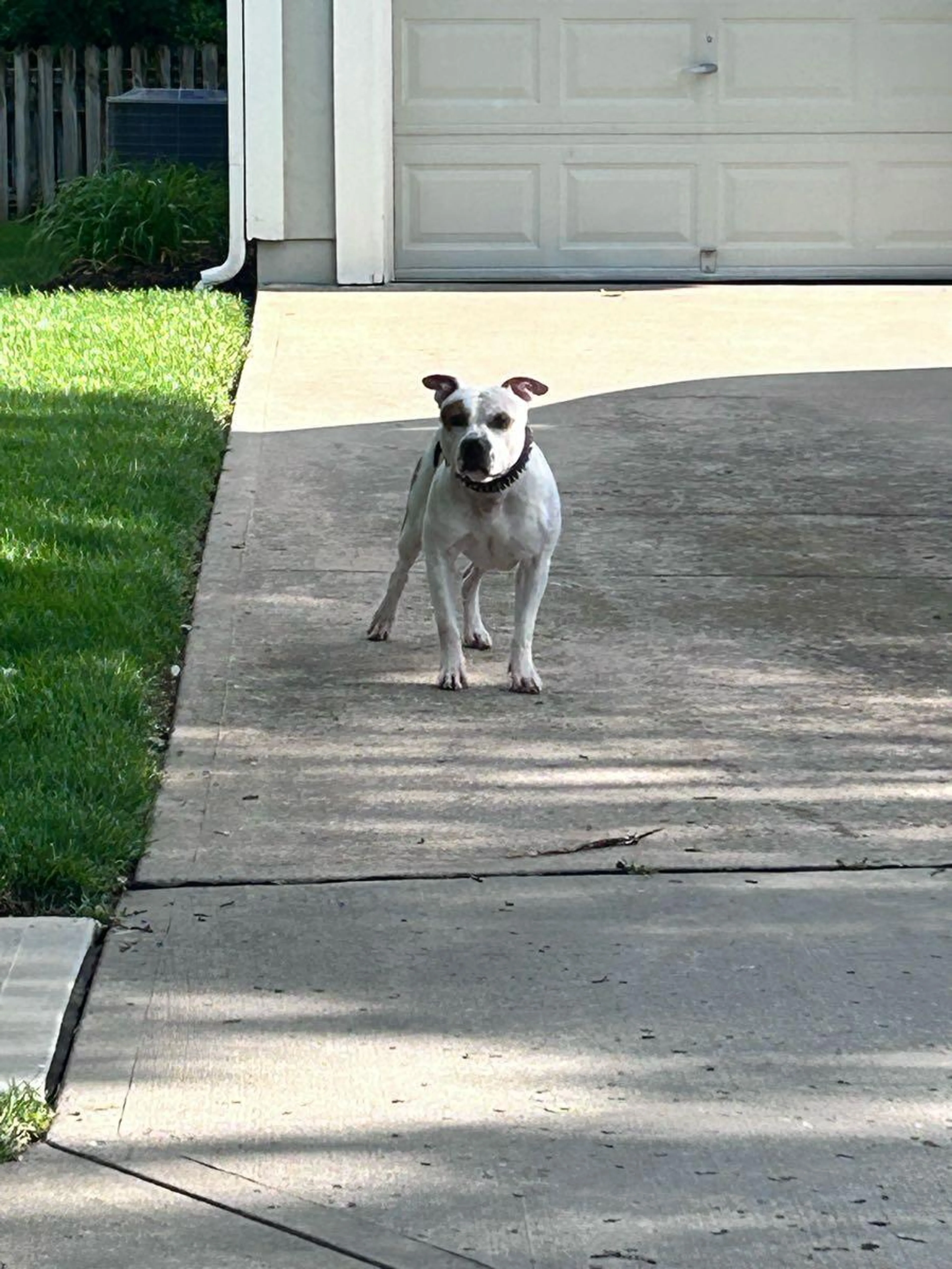 Found pet