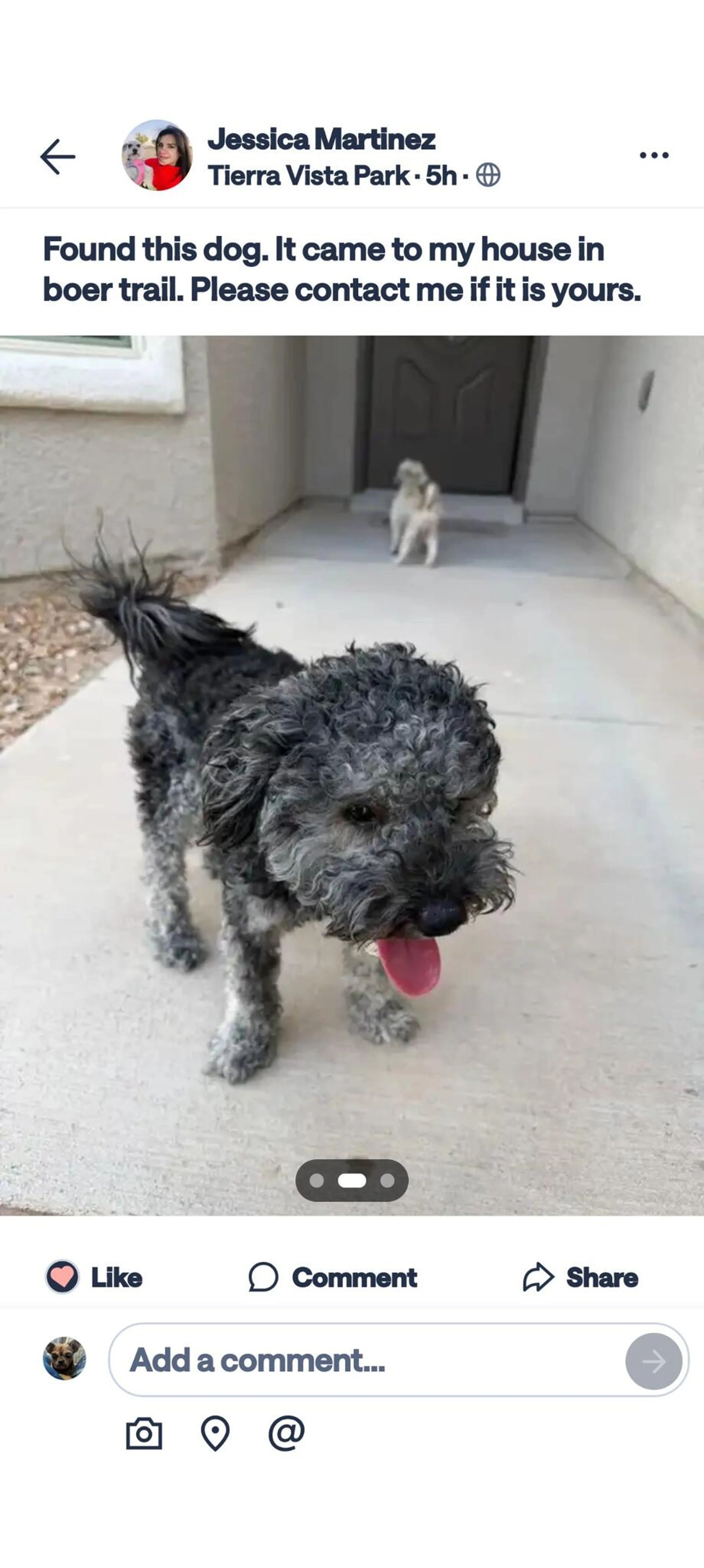 Found pet