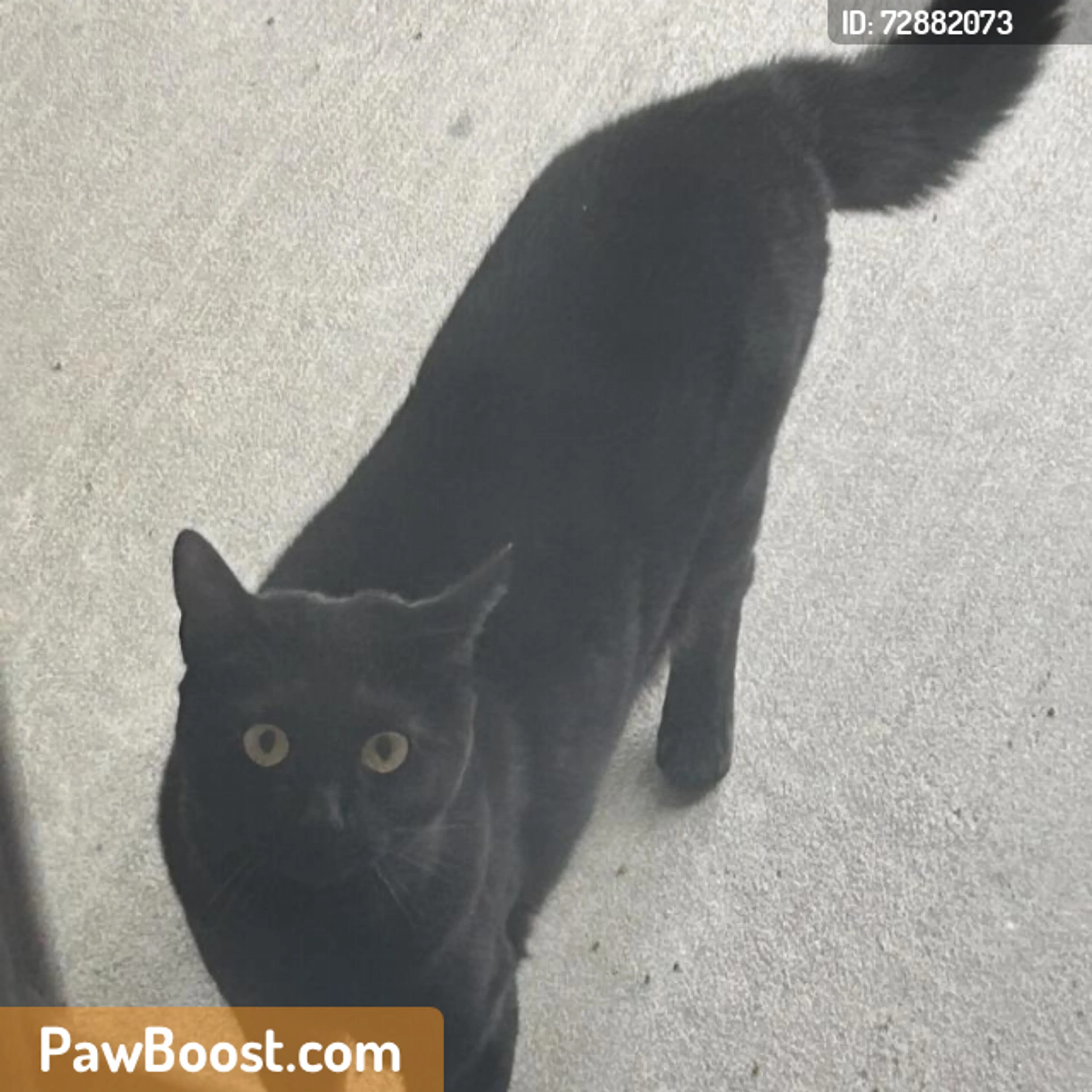 Found pet