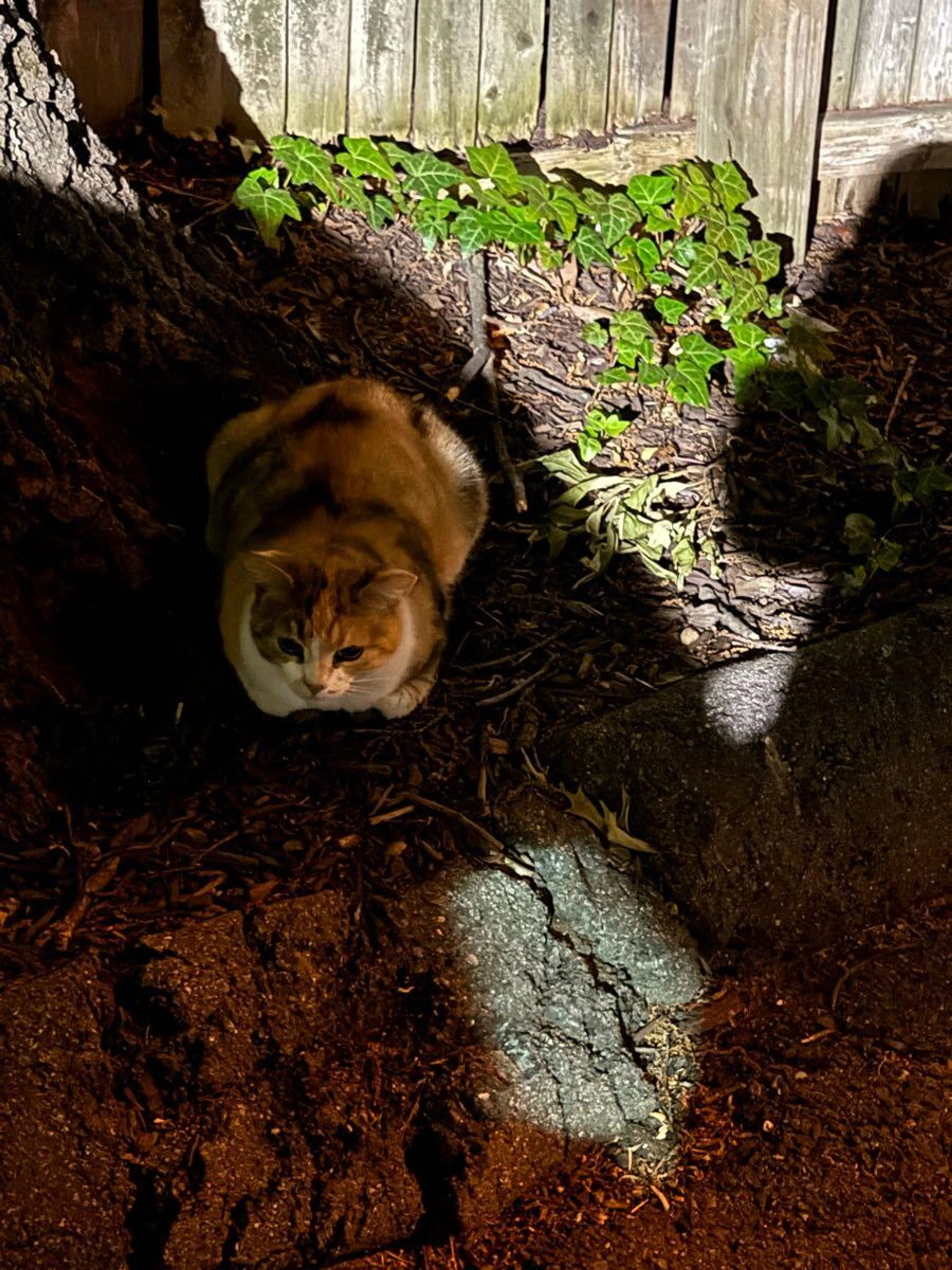 Found pet