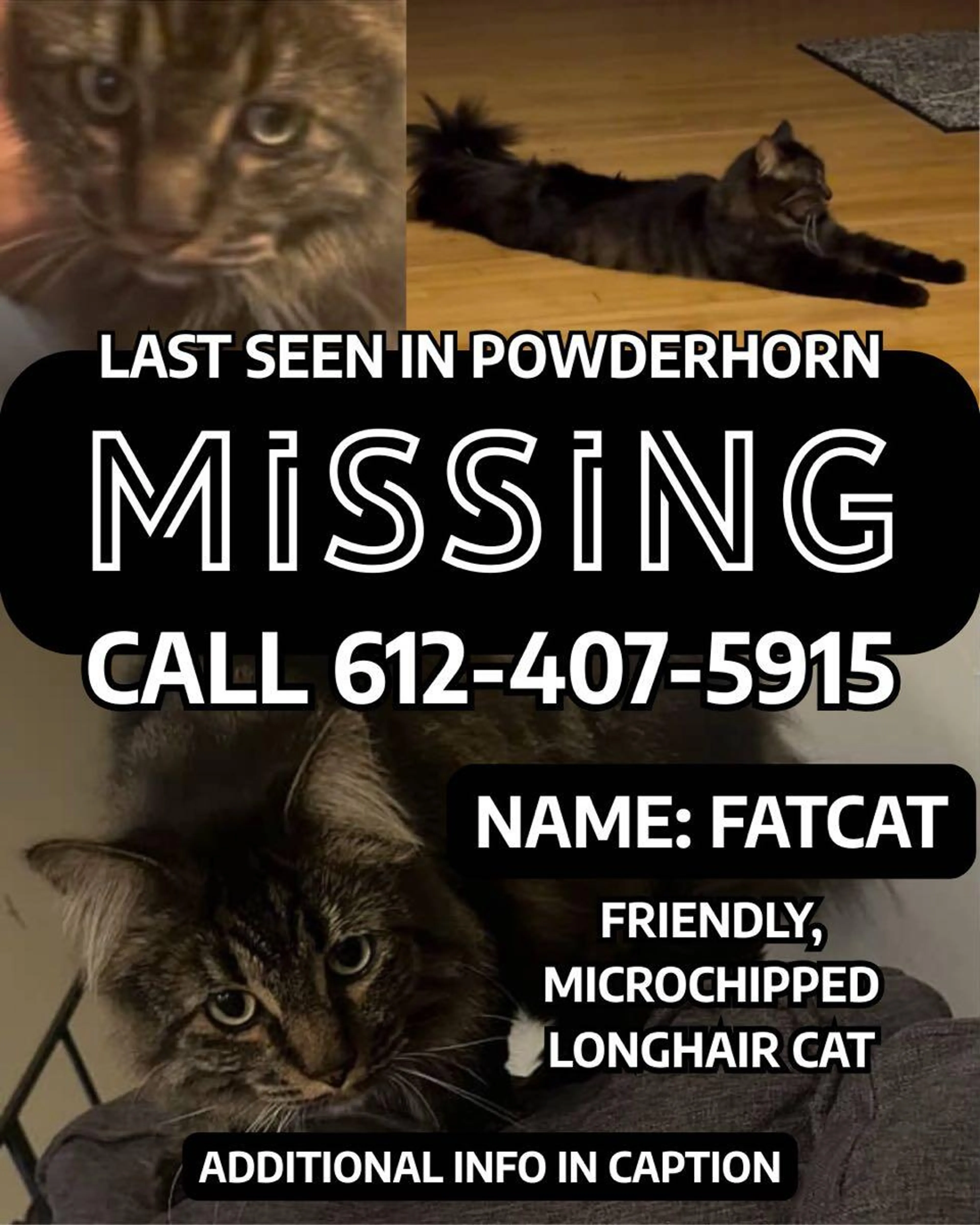 Lost pet