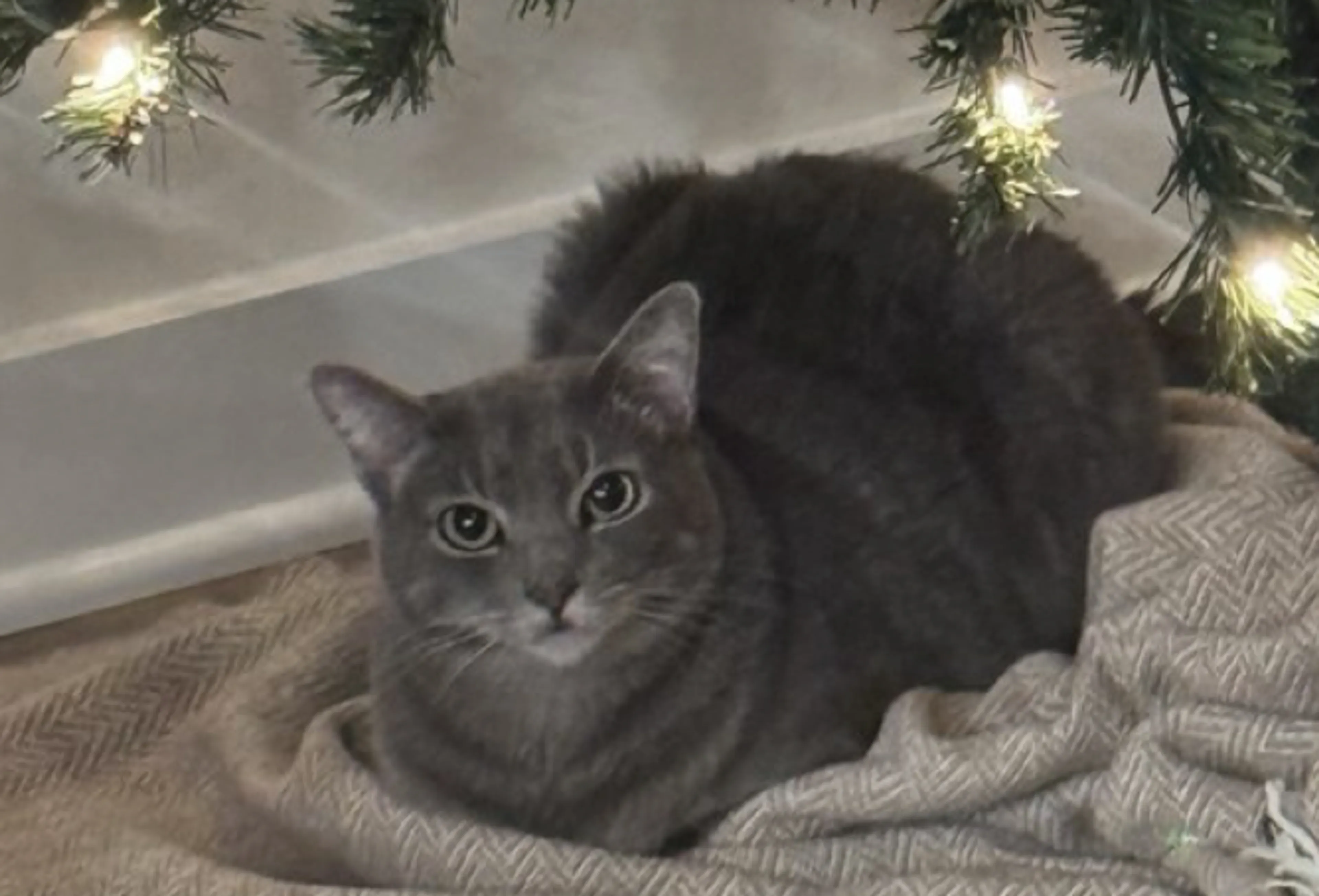 Lost pet